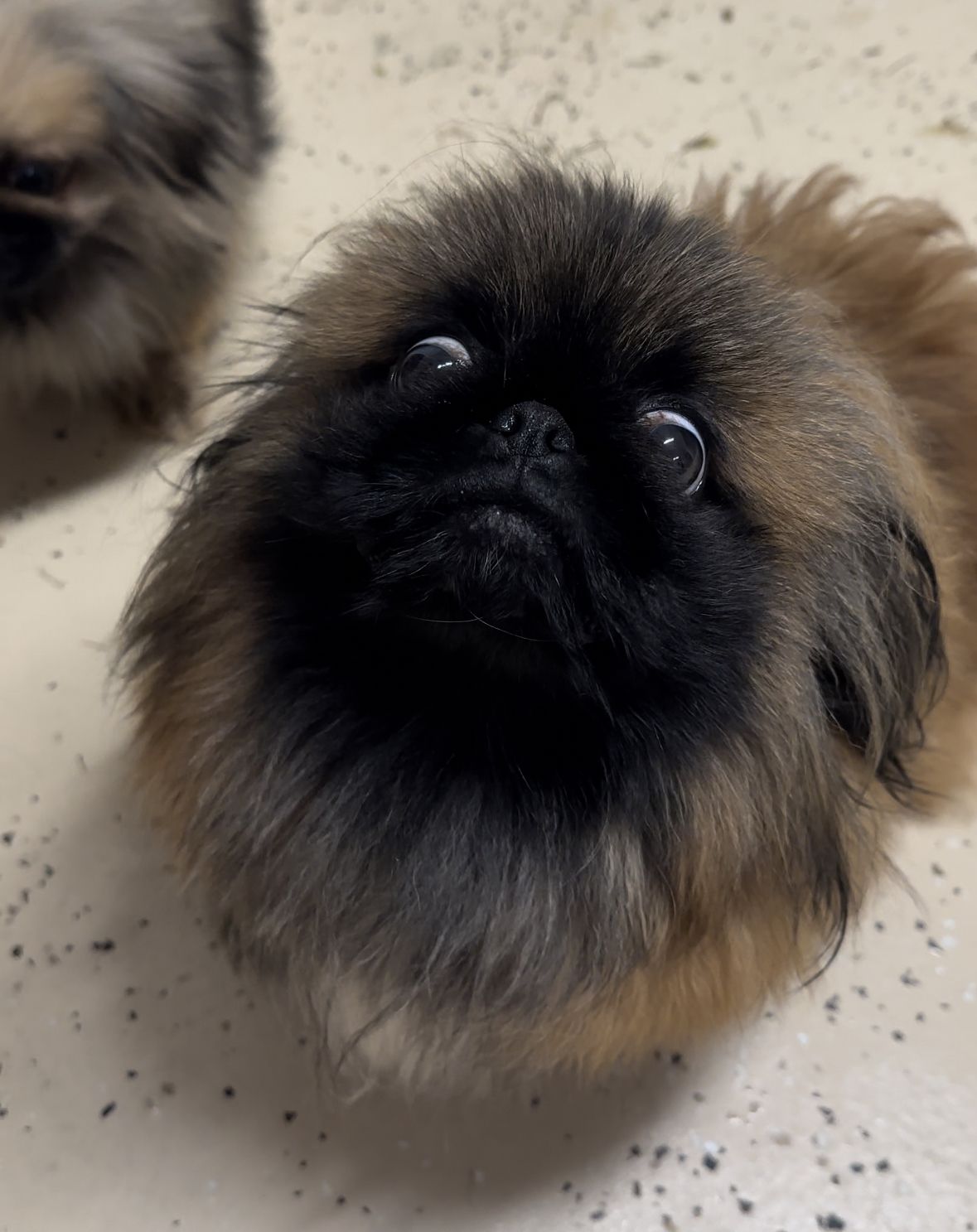 A pair of Pekingese dogs for sale