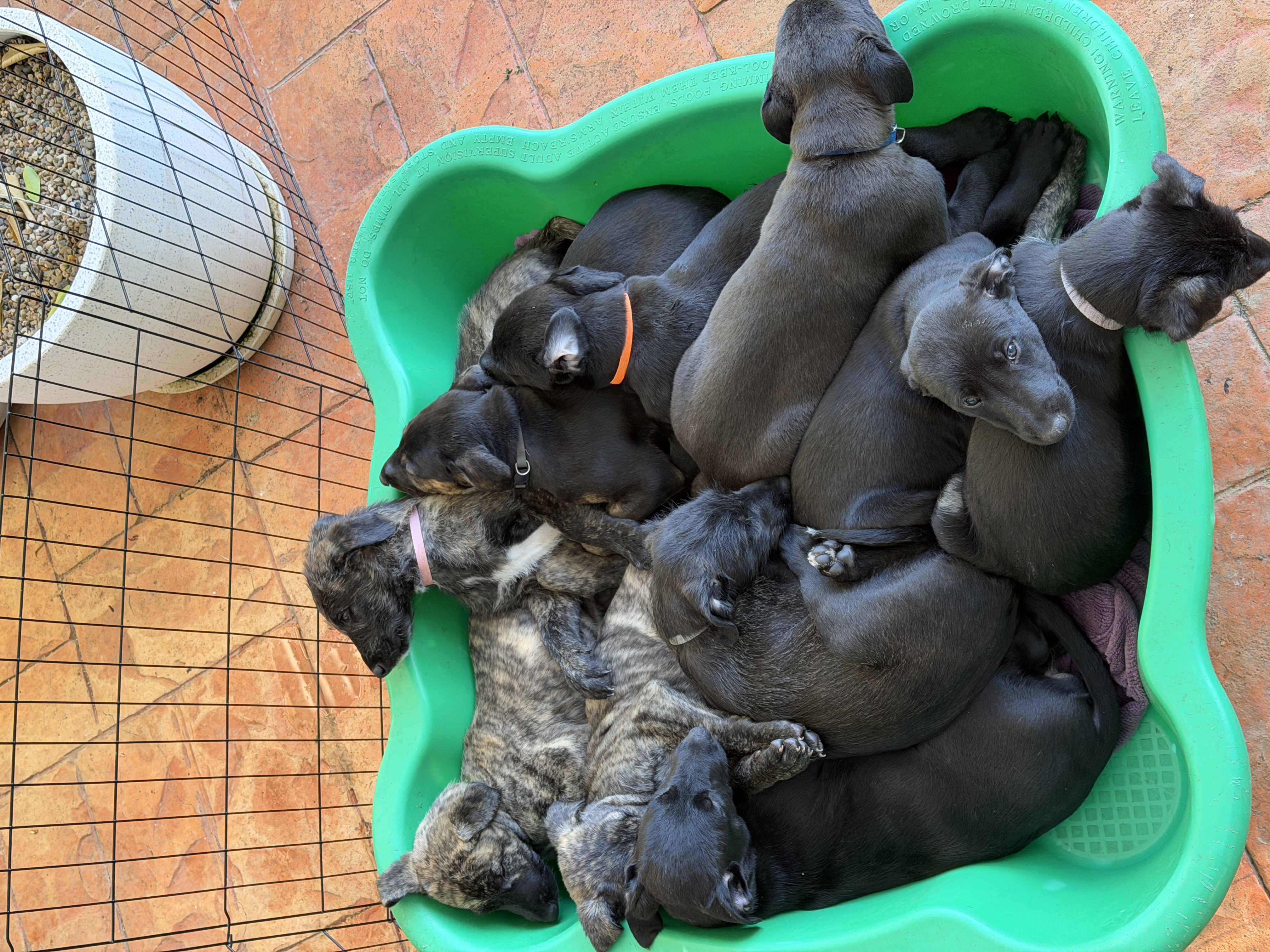 Deerhound – Primrose Valley