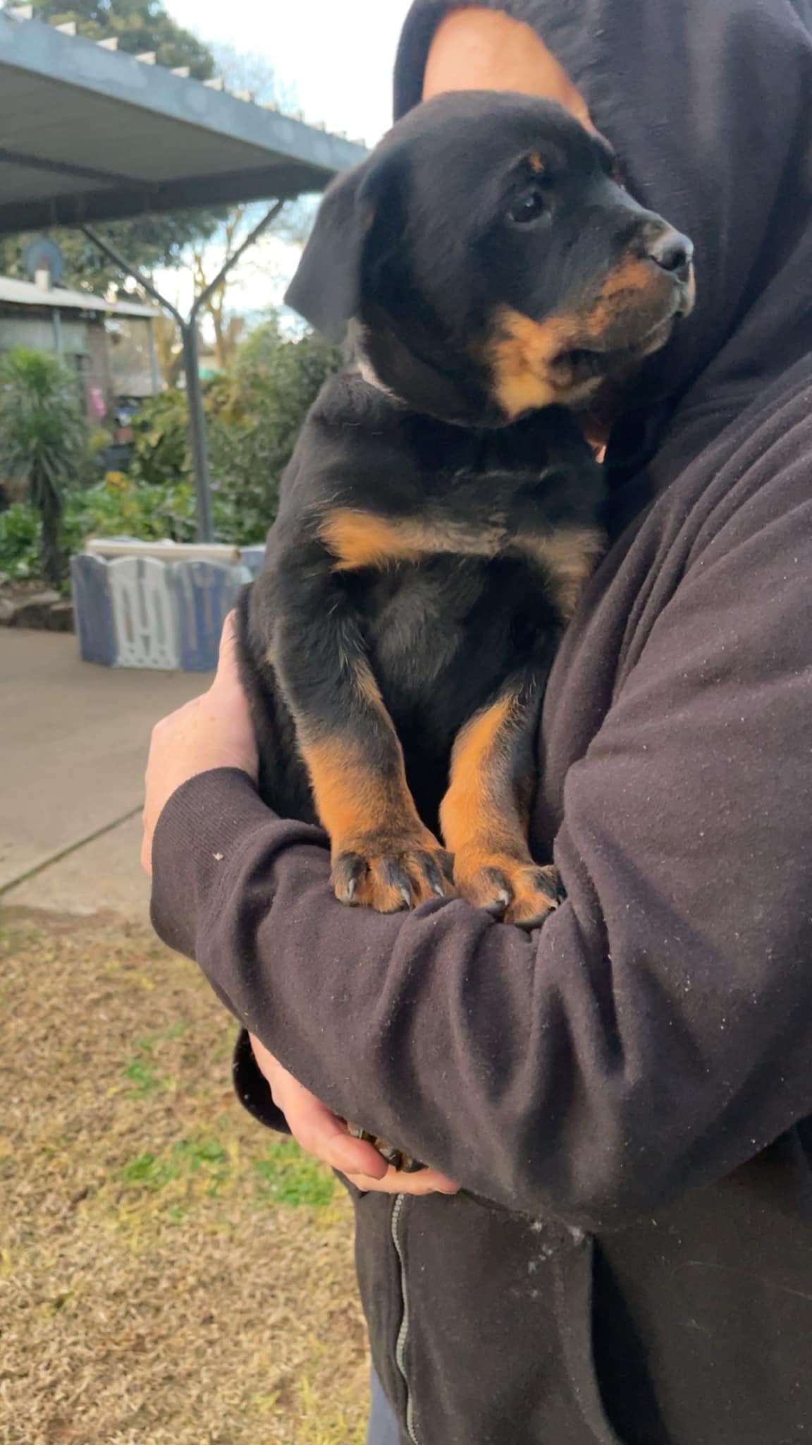 Rottweiler – Avenel