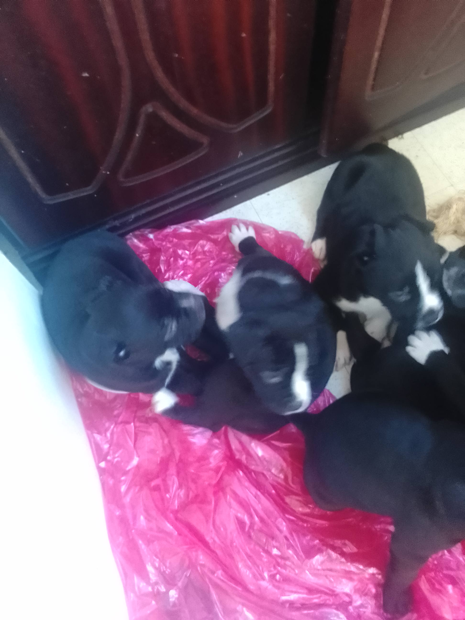 Dogs Blackett PetsForHomes