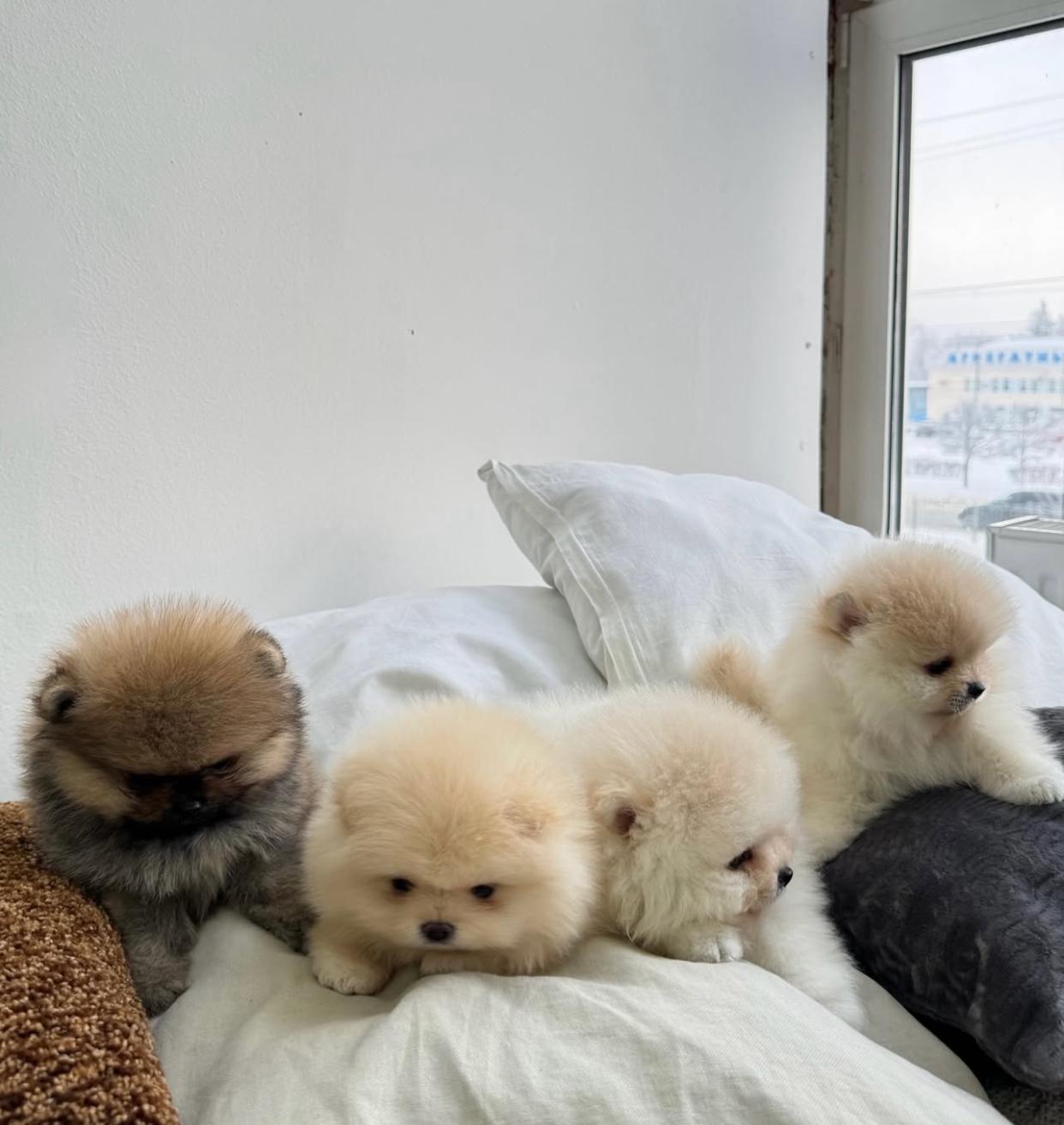 Pomeranian – Sydney