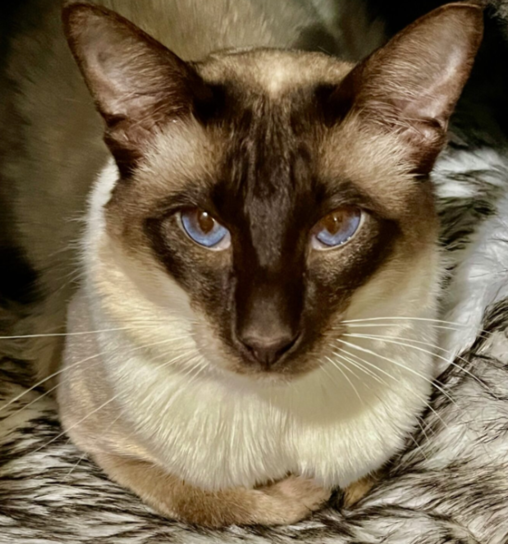 Balinese – Kurralta Park