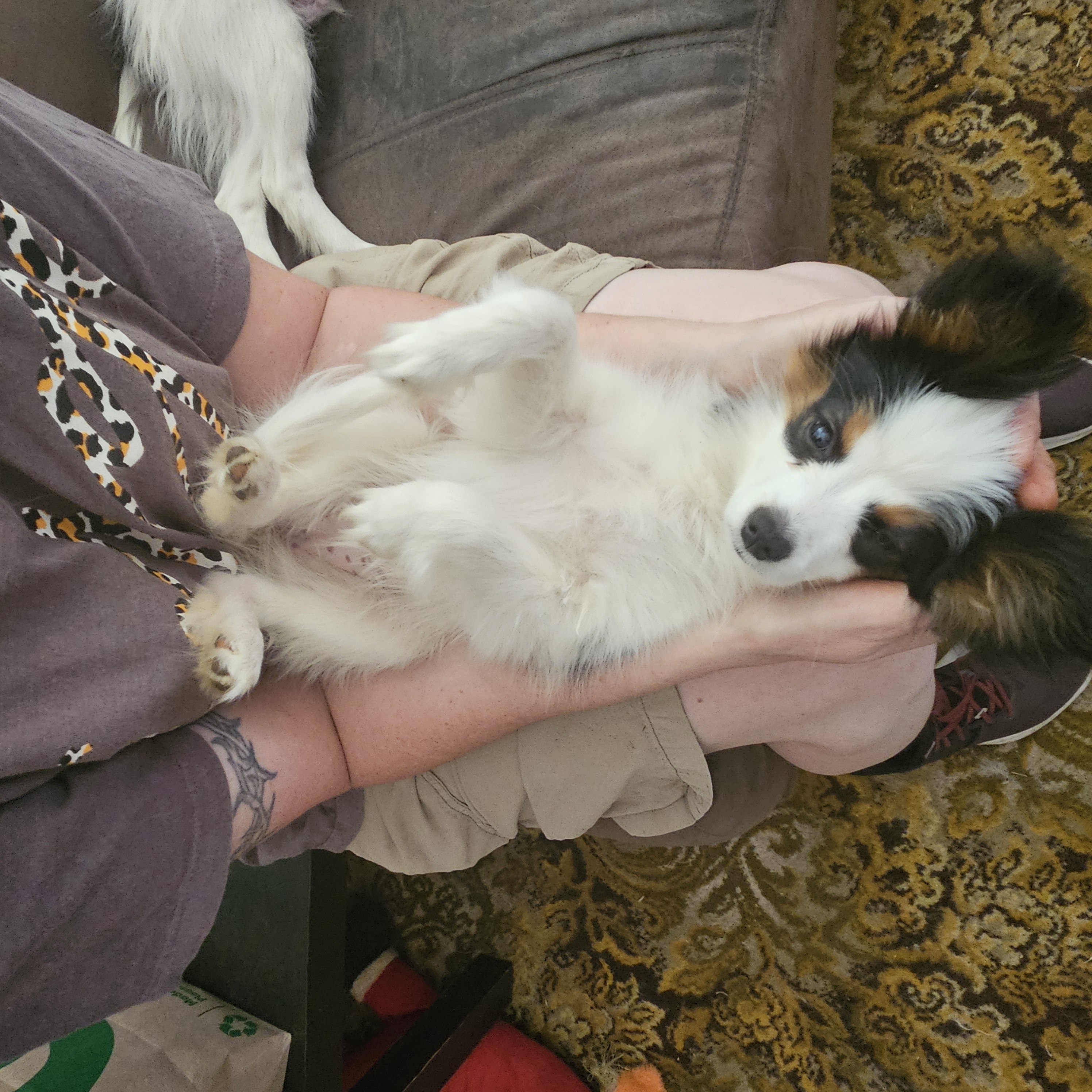 Papillon – Merrigum