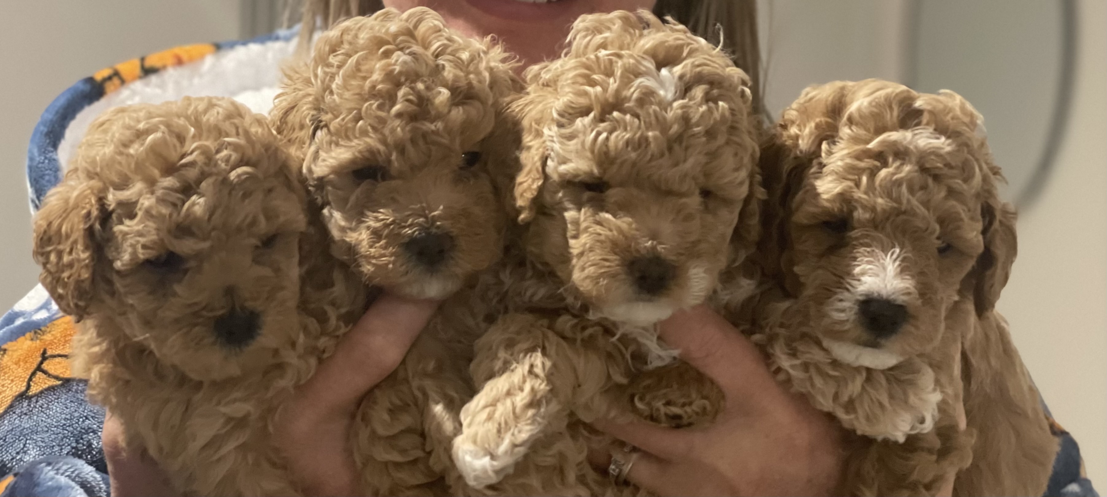 Toy Poodle – Grovedale