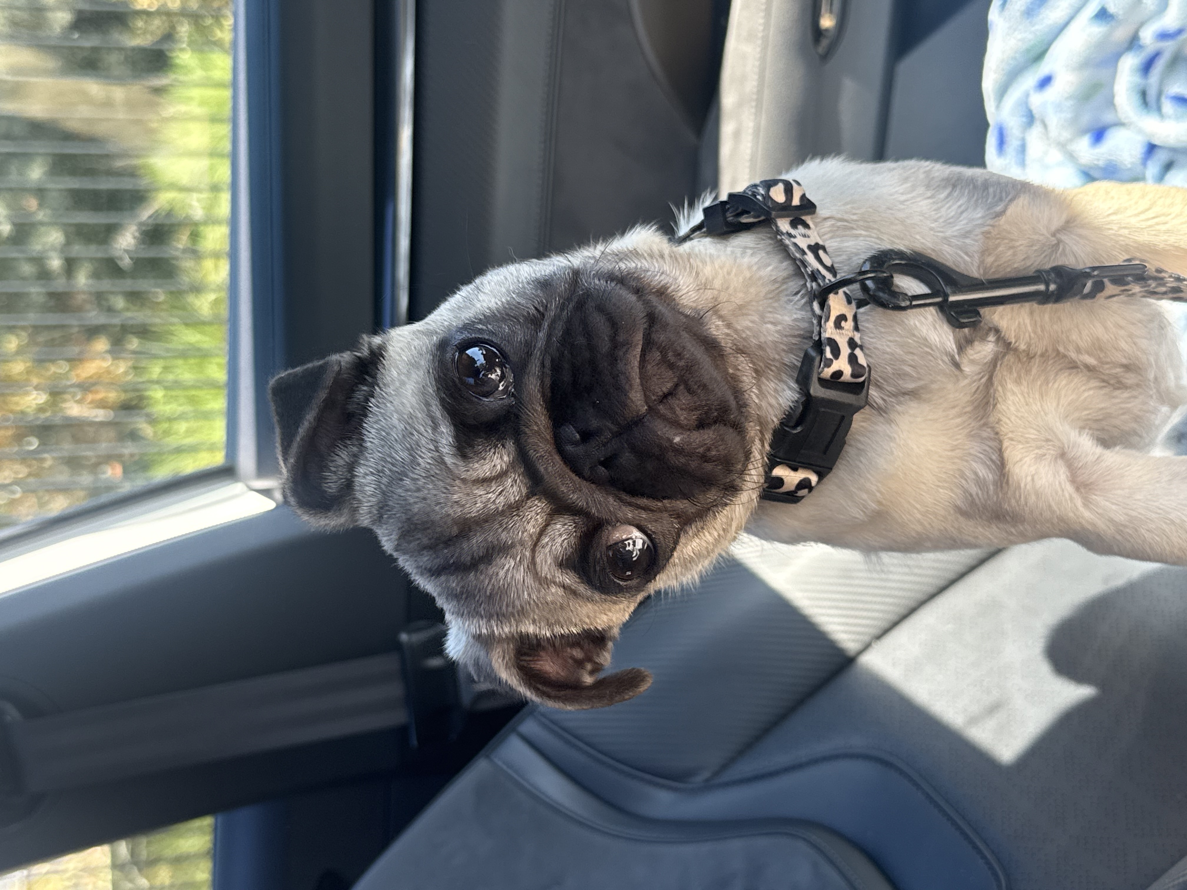 Pug – Adelaide