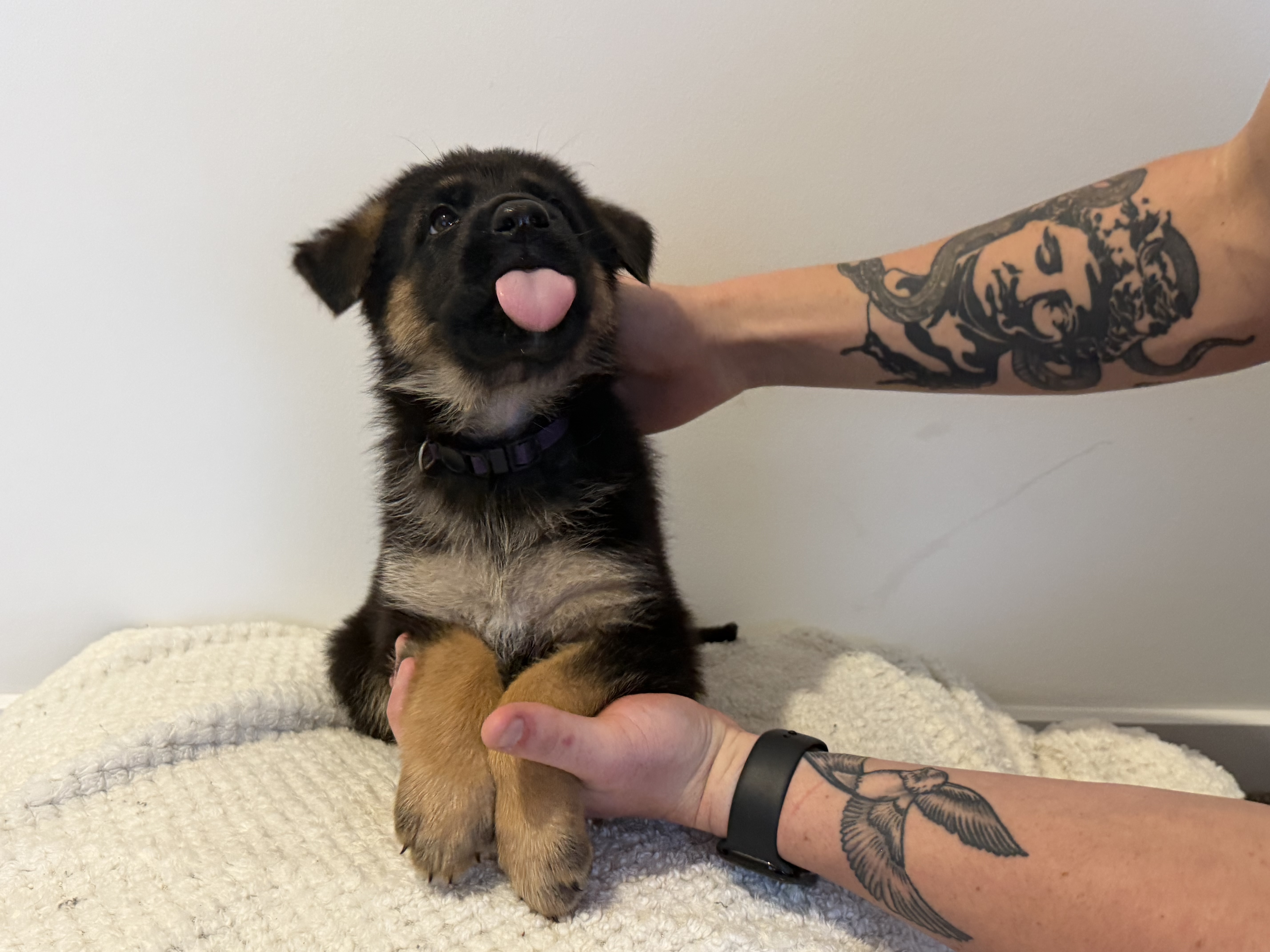 German Shepherd – Sunshine Coast