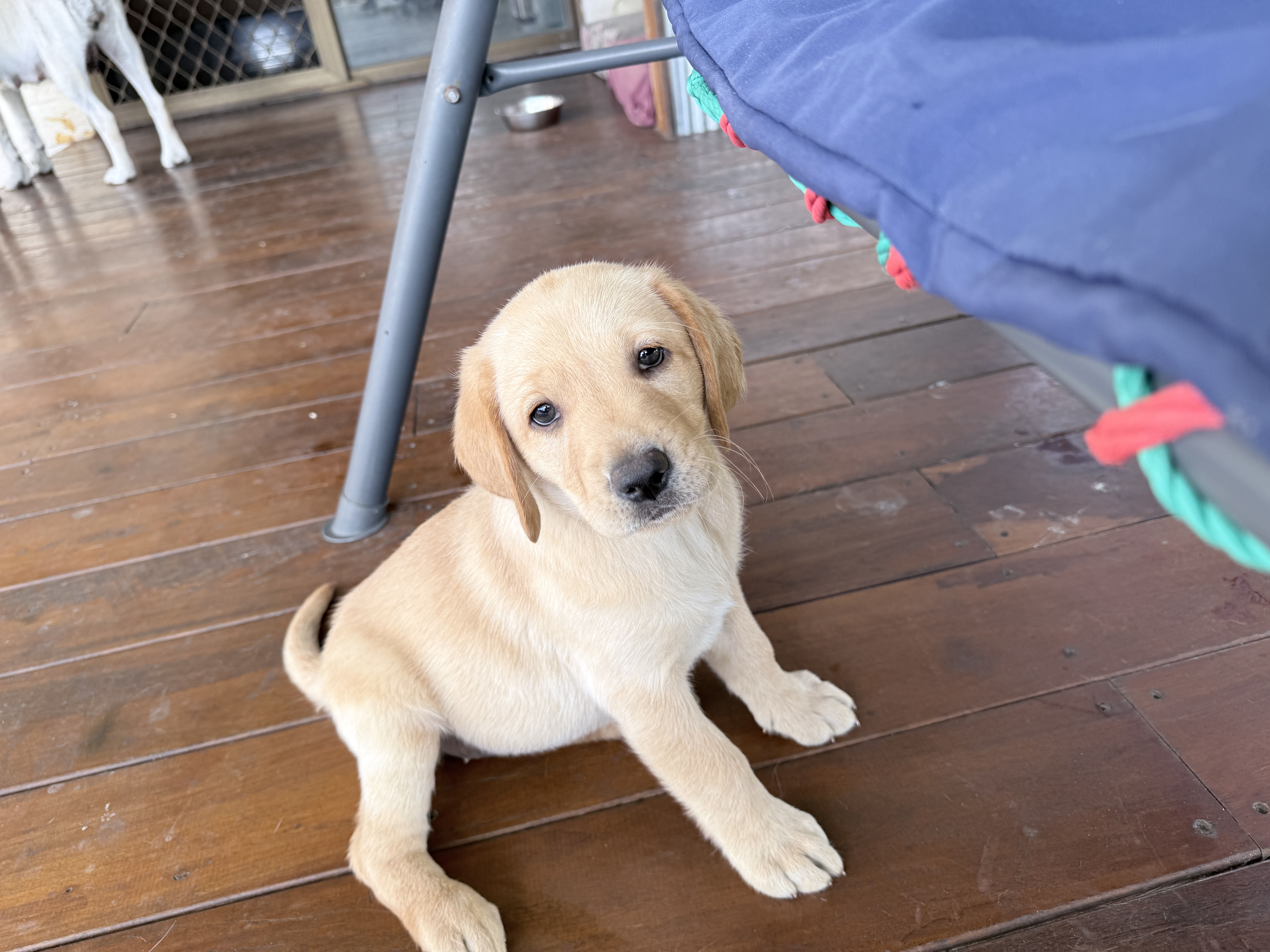 Labrador Retriever – Camira