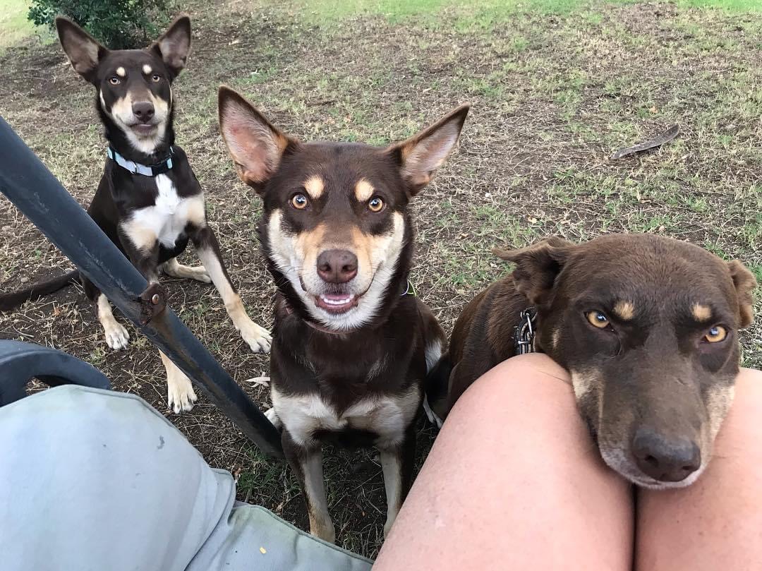 Kelpie Pups Red and Tan Purebred