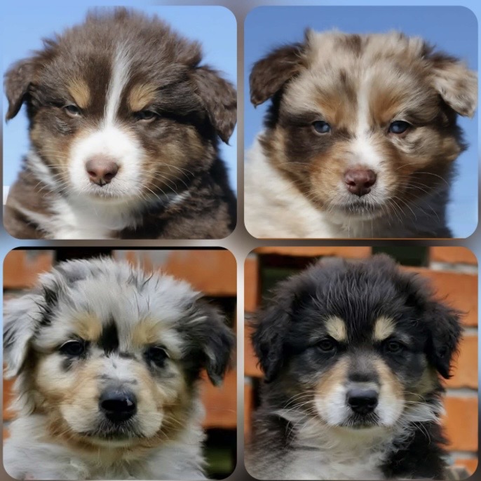 Australian Shepherd – Aberglasslyn