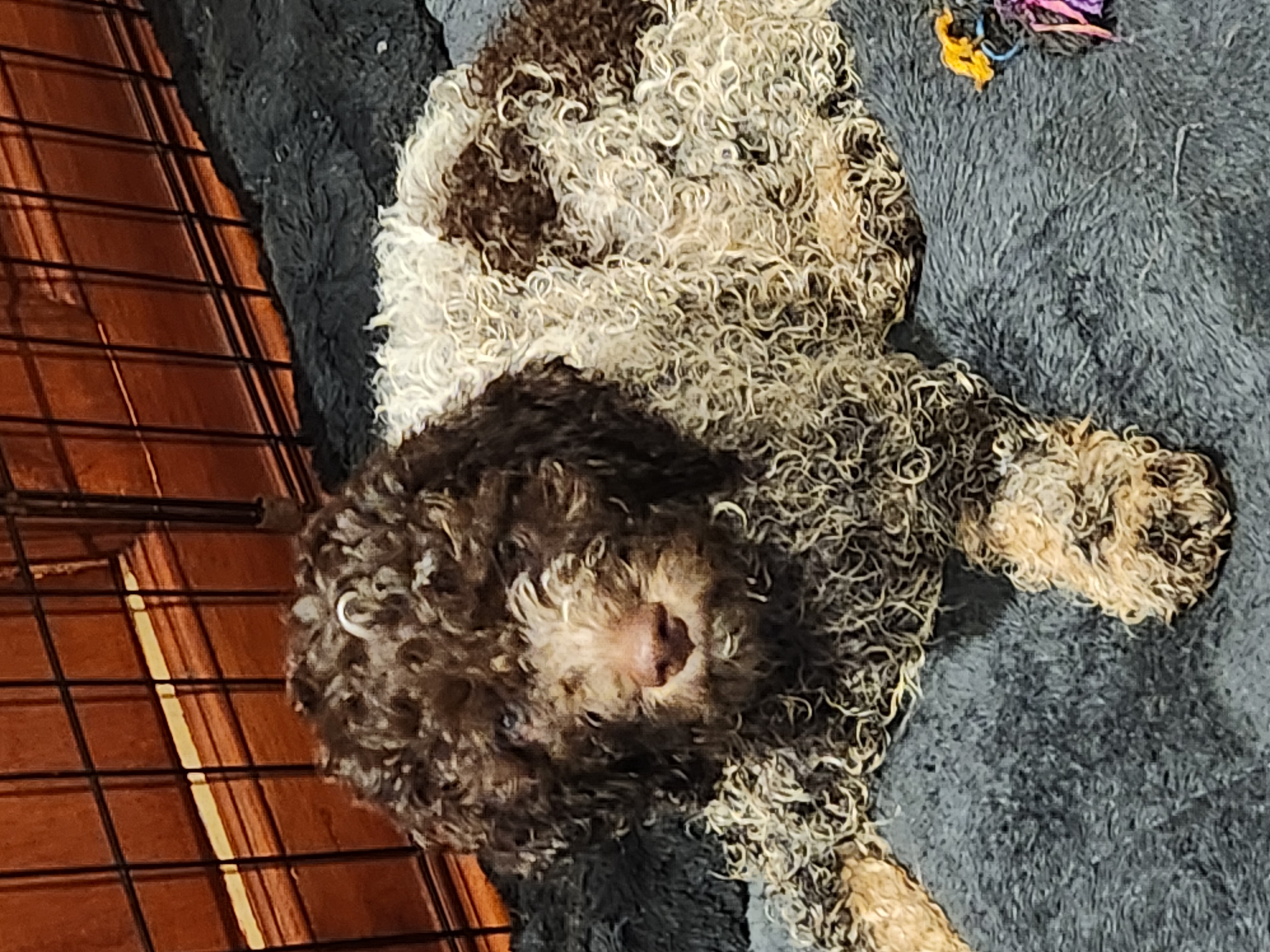 Lagotto Romagnolo – Point Cook