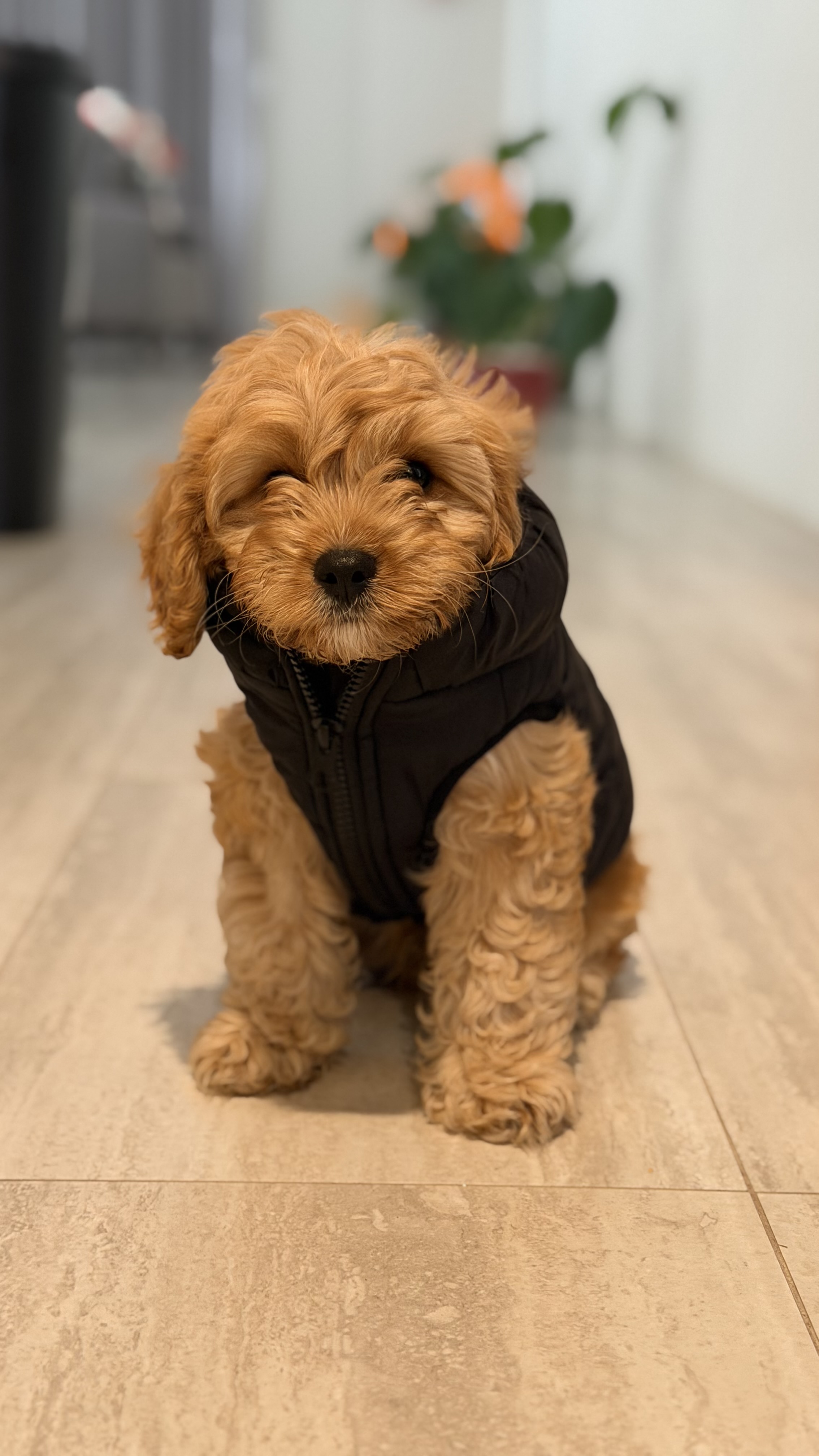 Cavoodle – Clarkson