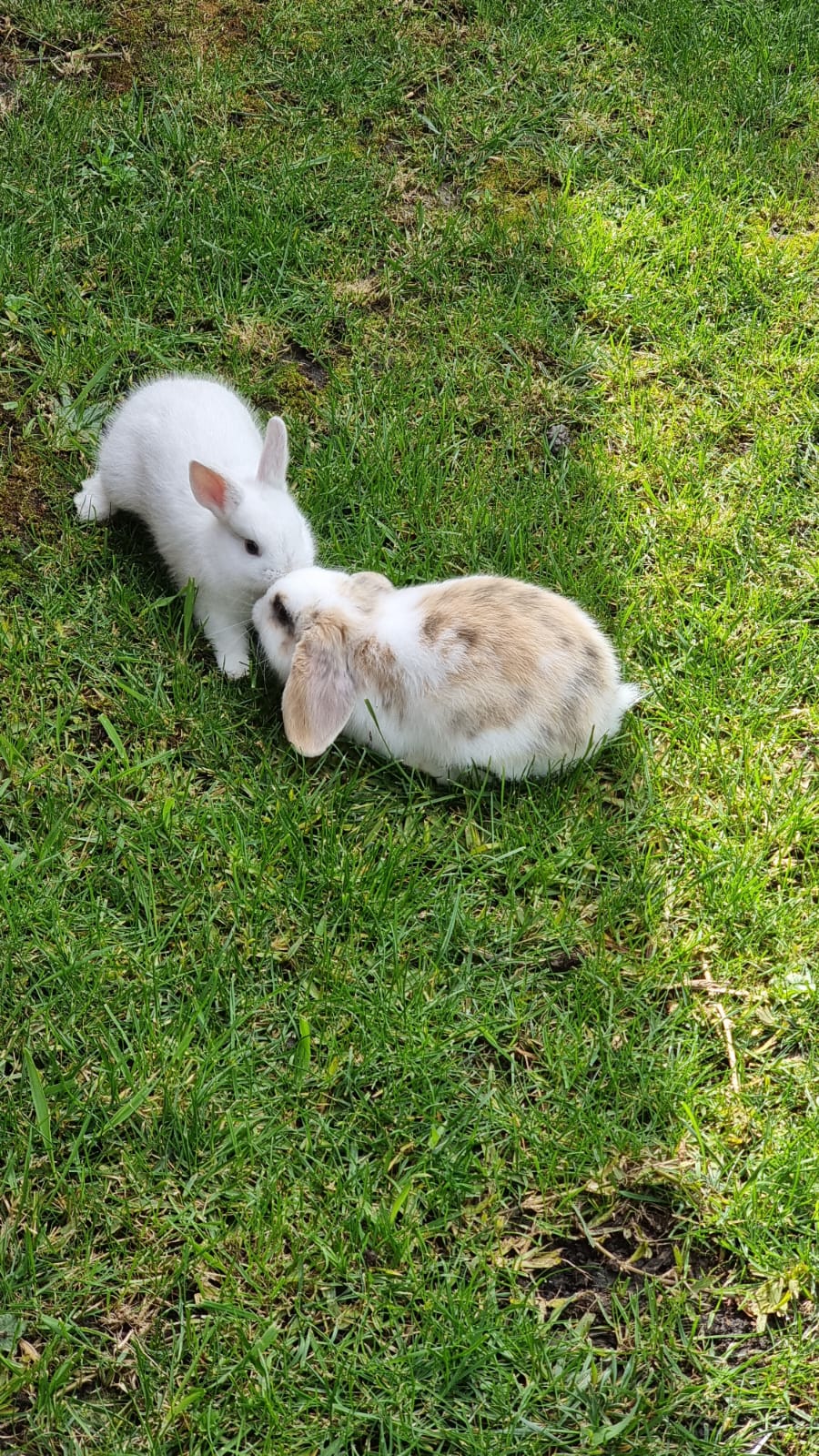 Rabbits for sale – Wallan