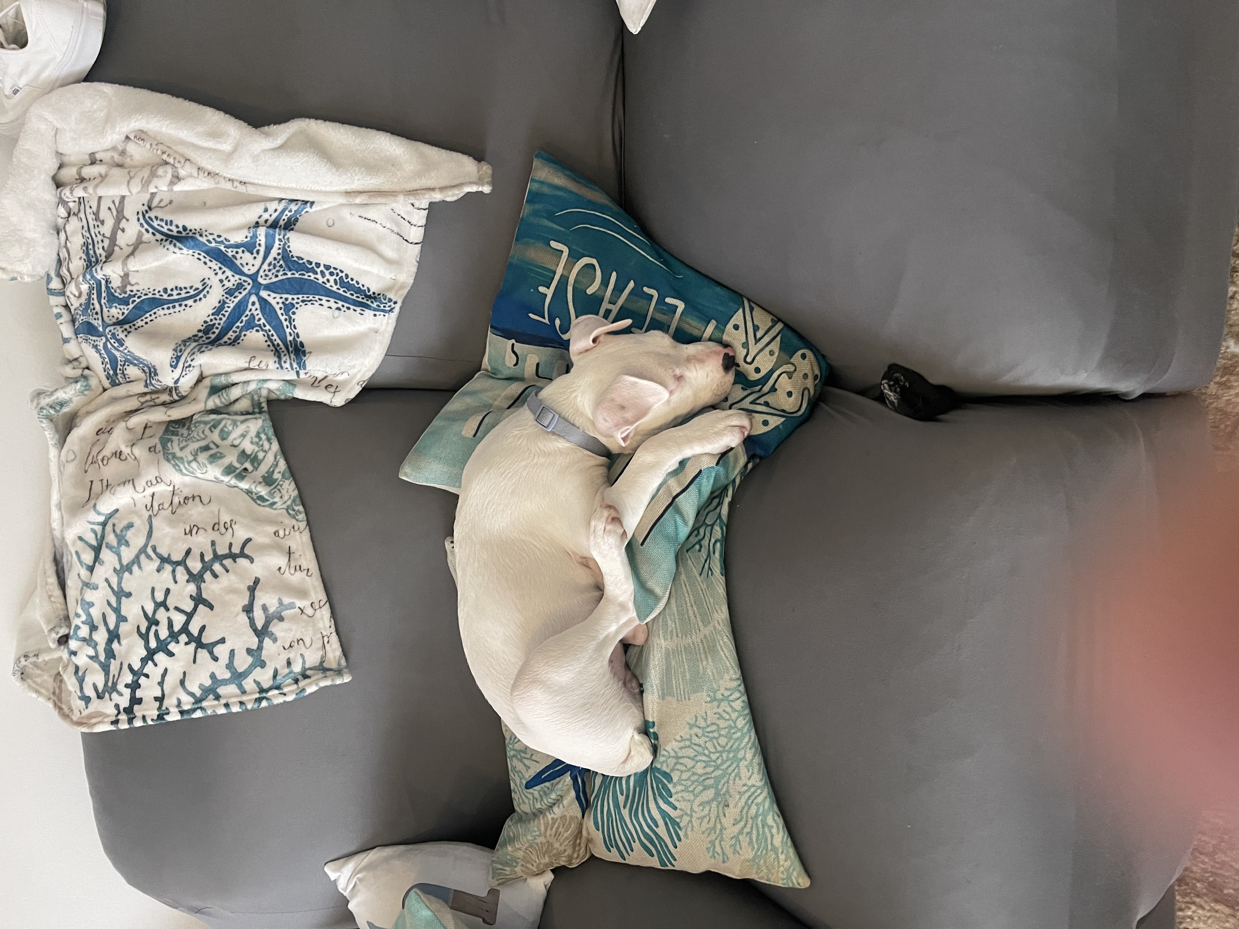 Bull Terrier – Campbelltown
