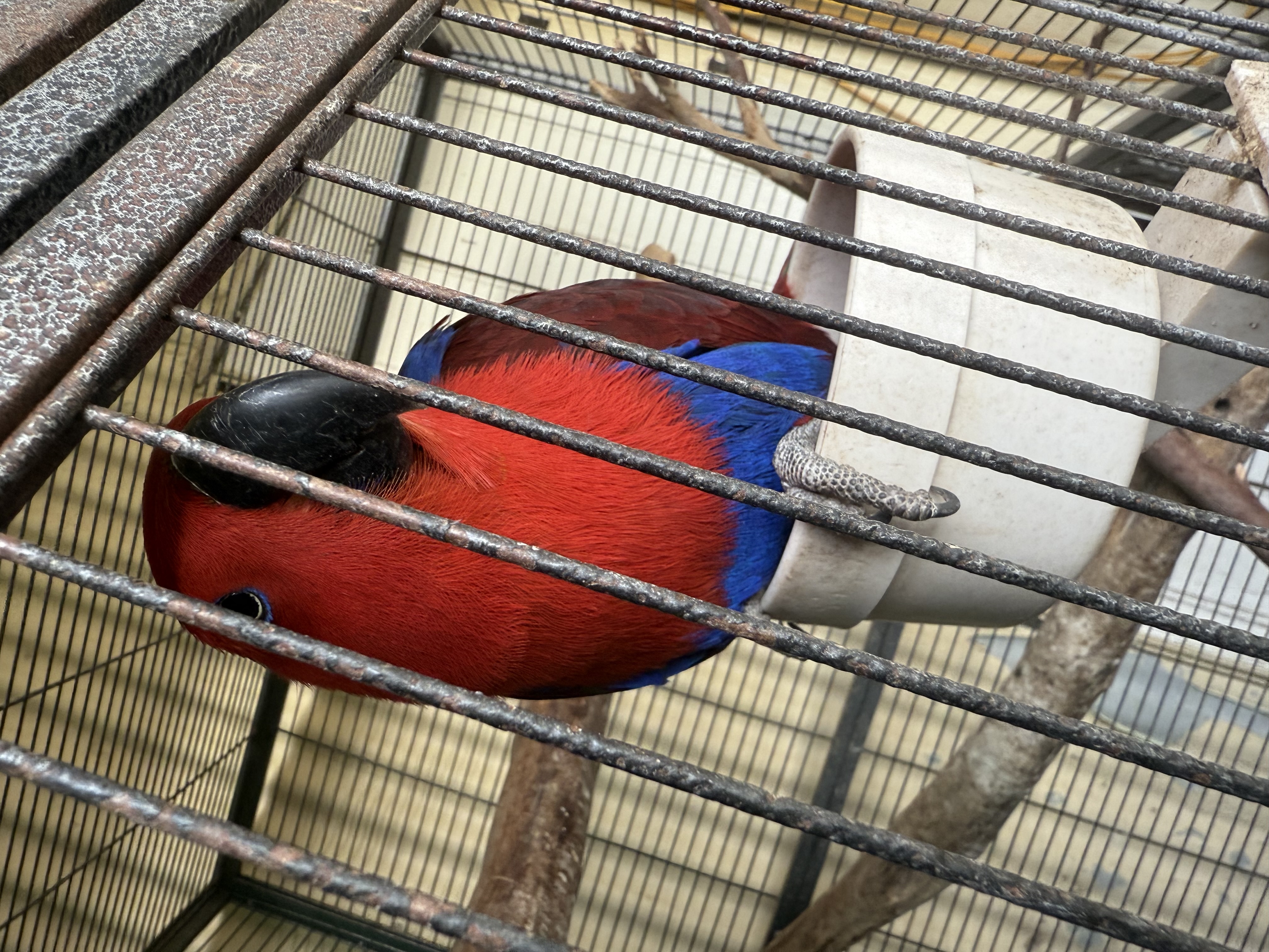 Parrots – Murray Bridge