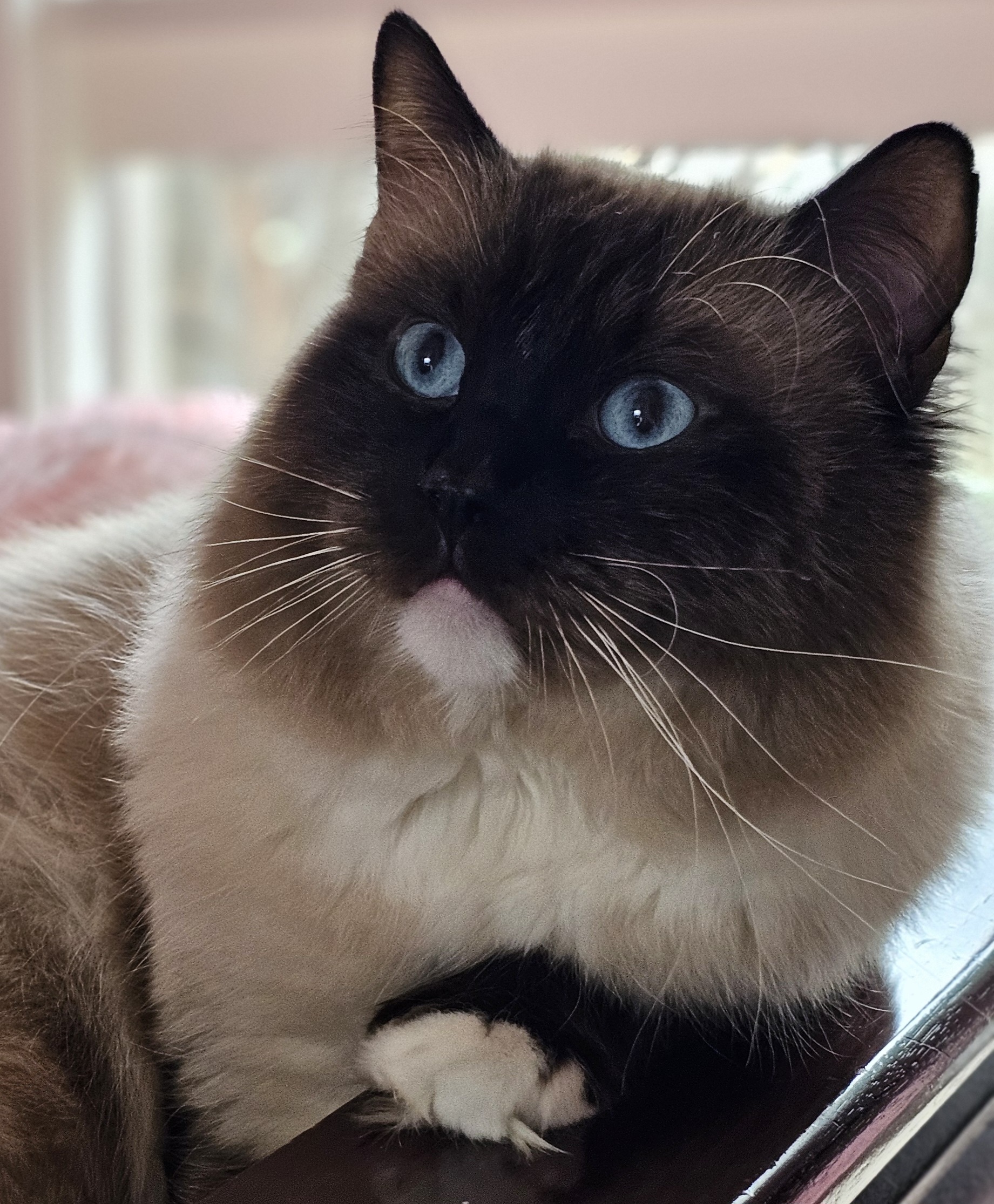 Ragdoll – Dandenong North