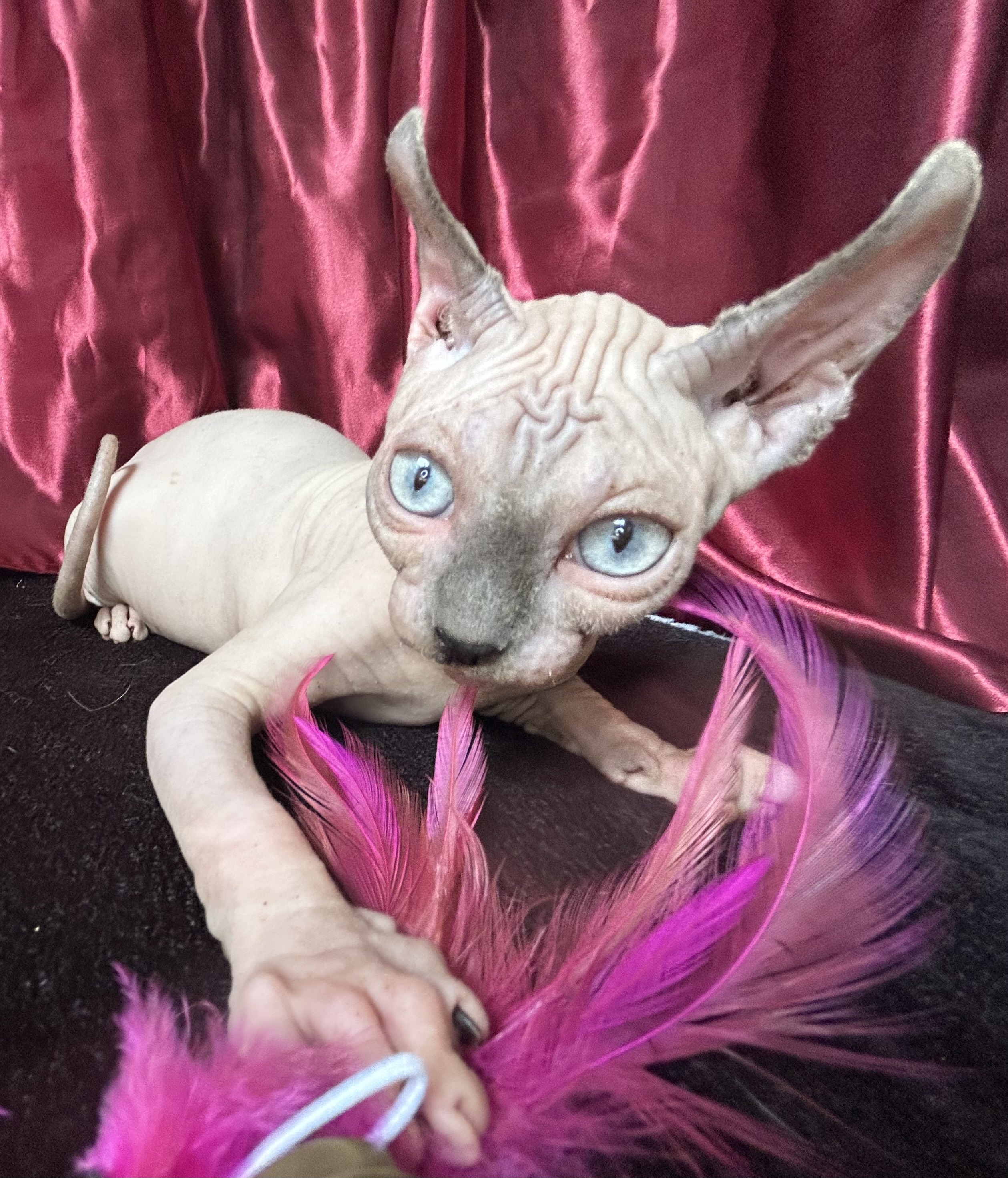 Sphynx – Rockhampton City