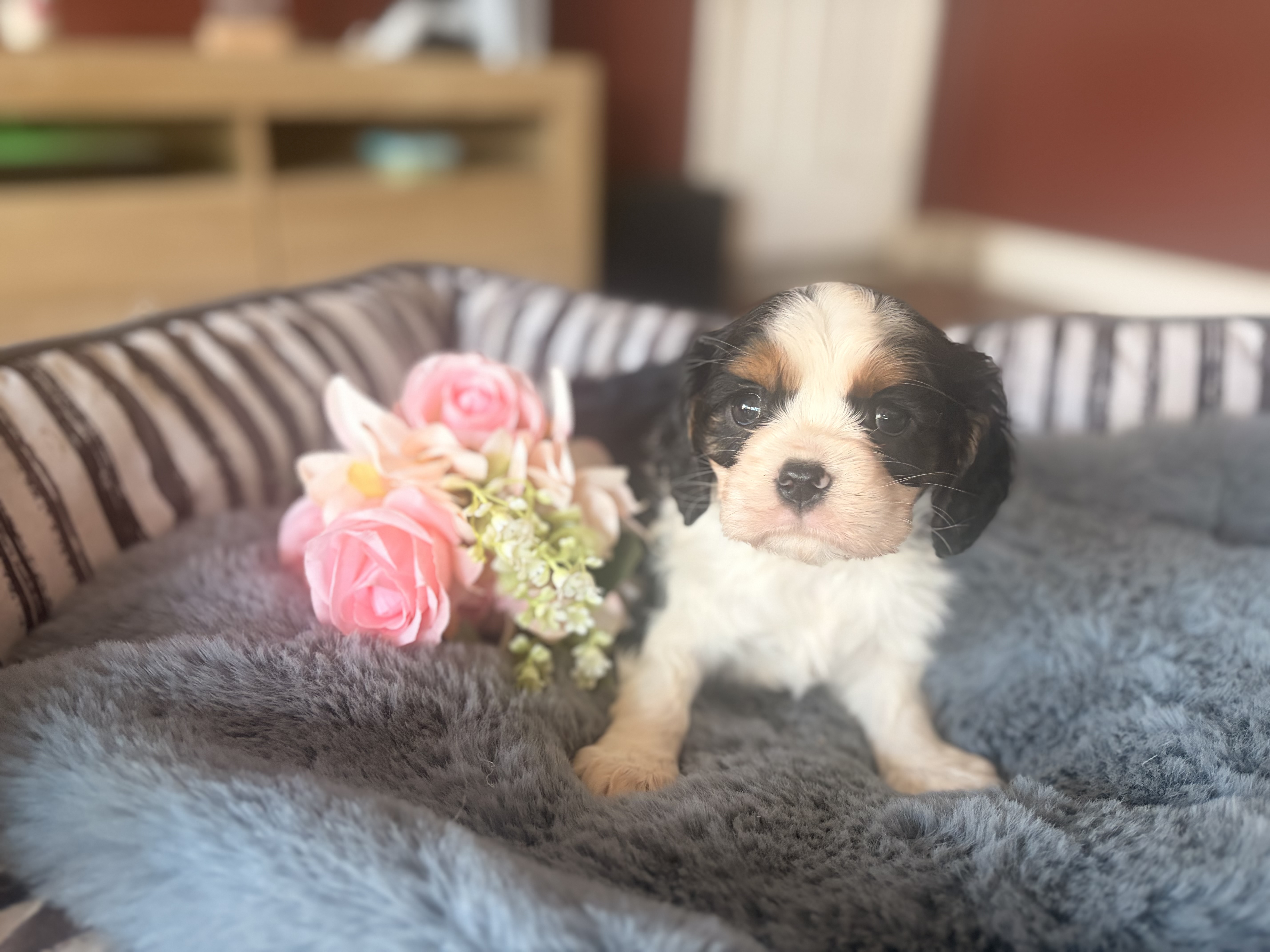 Cavalier King Charles Spaniel – Cootamundra