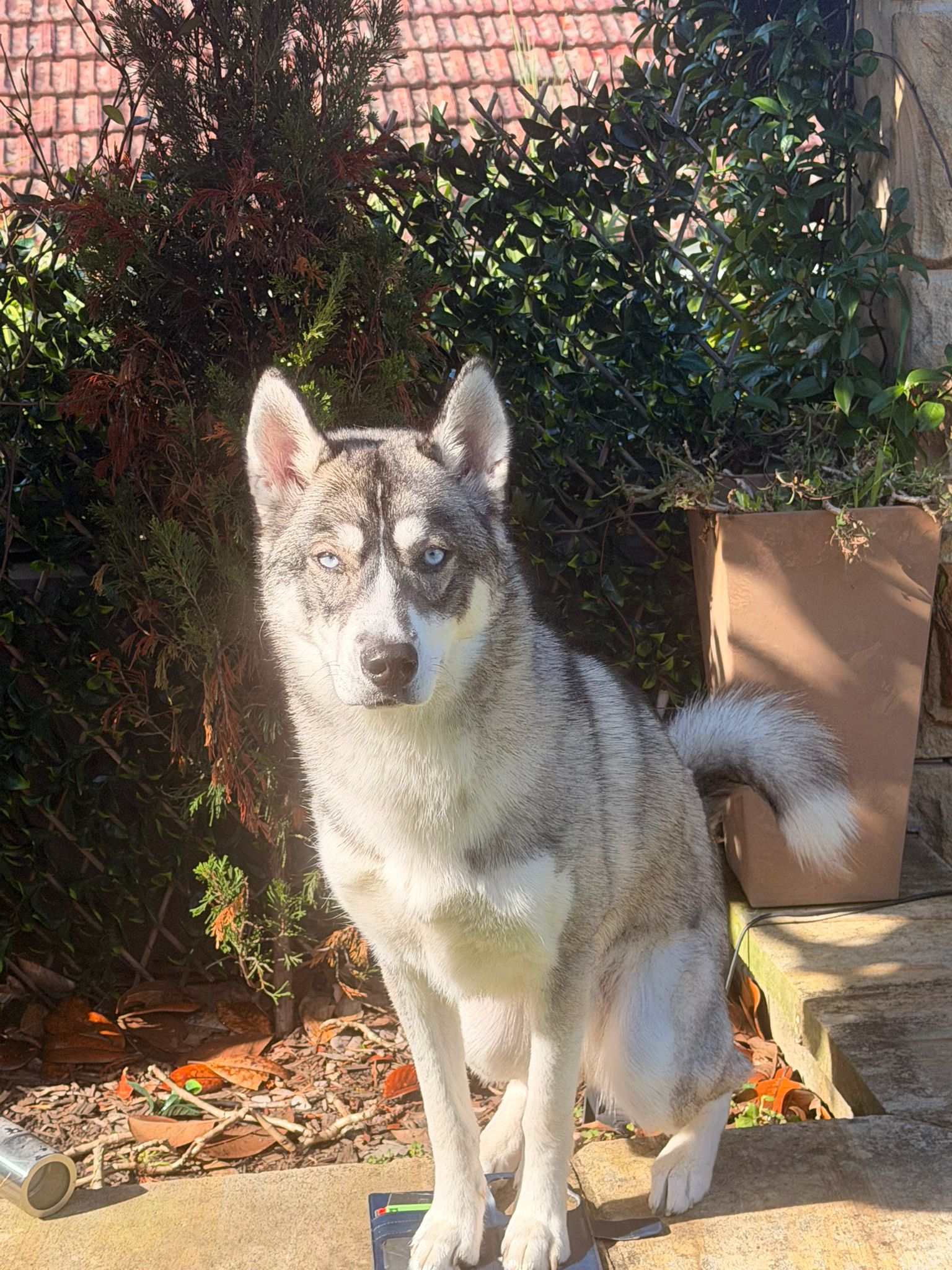 Husky – Mosman