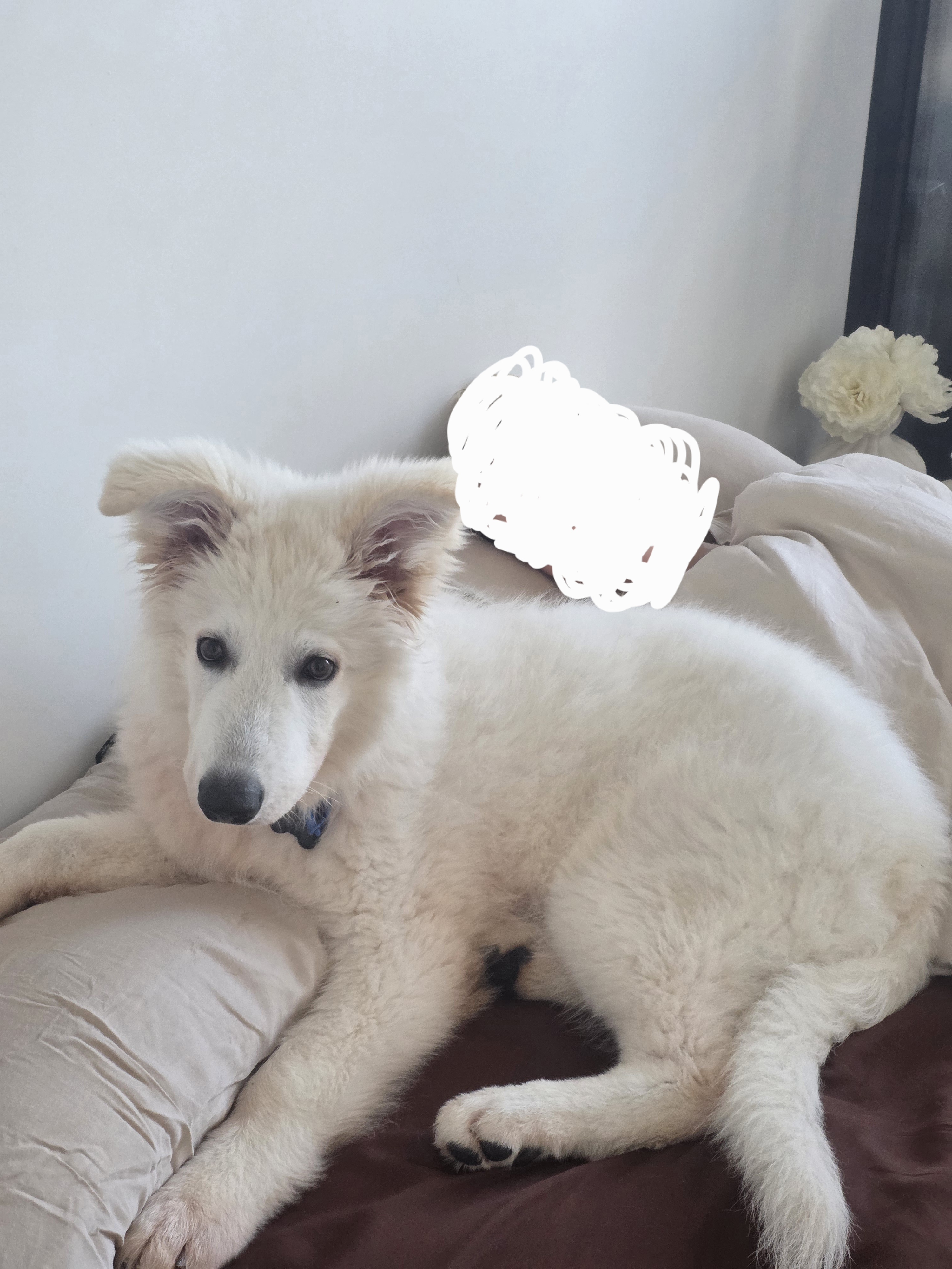 Dogs – Fortitude Valley