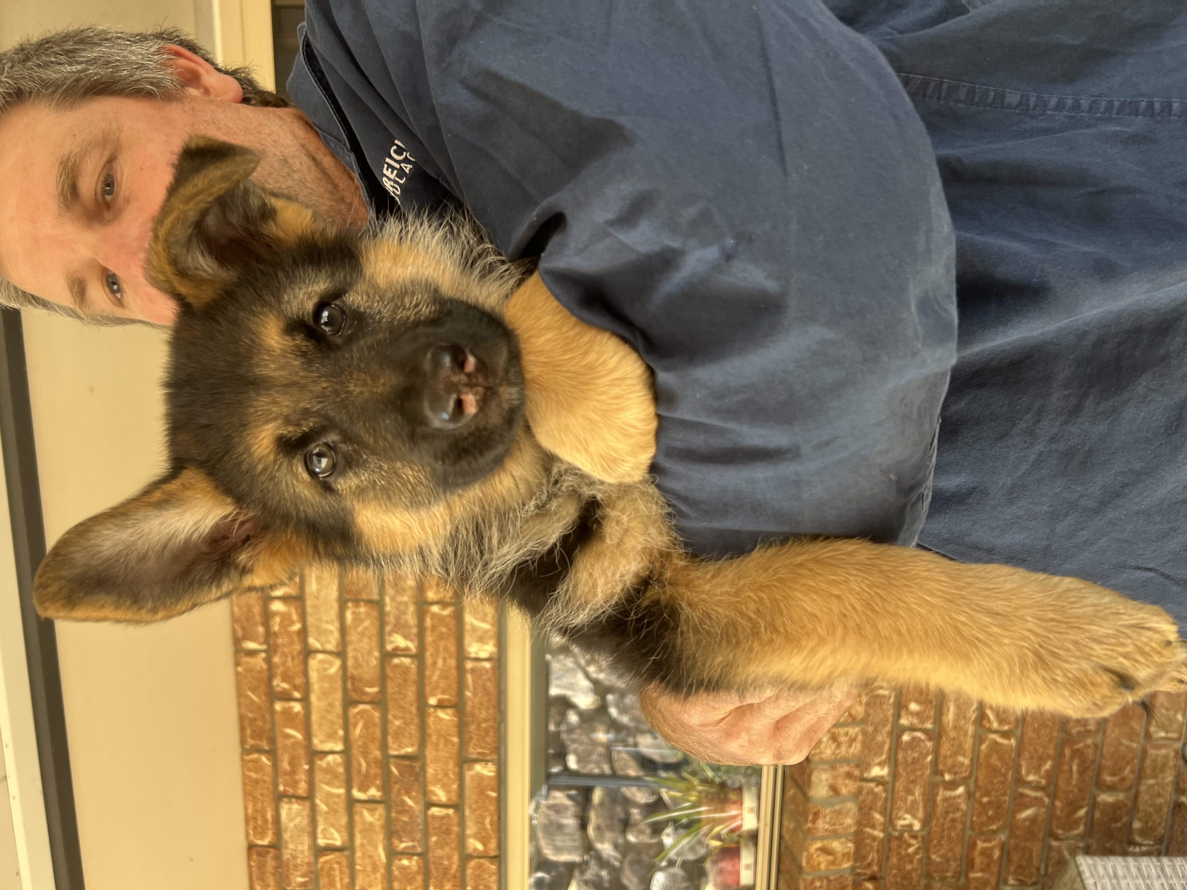 German Shepherd – Windaroo