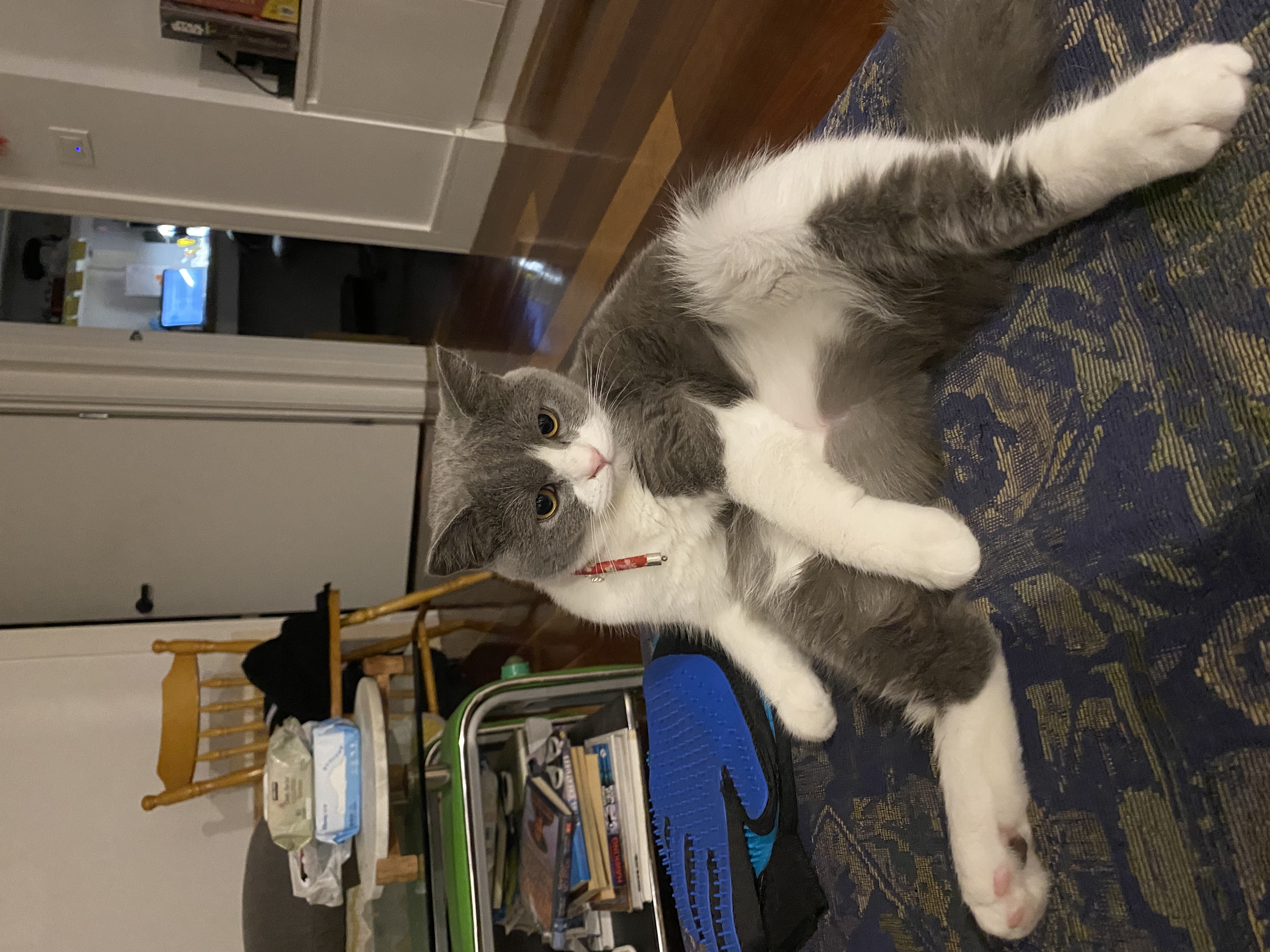 British Shorthair – Box Hill