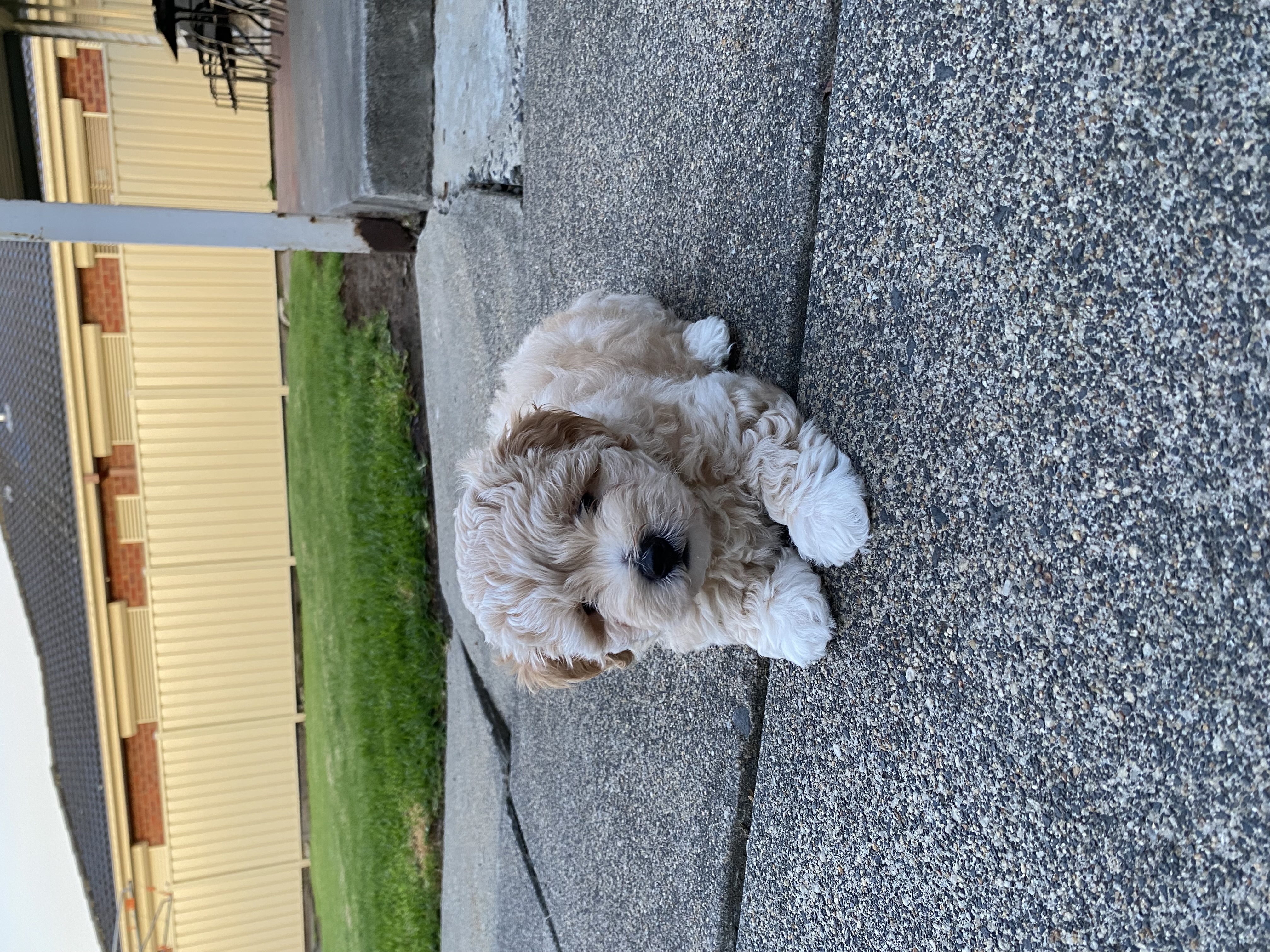 Moodle Puppies- Avondale Heights