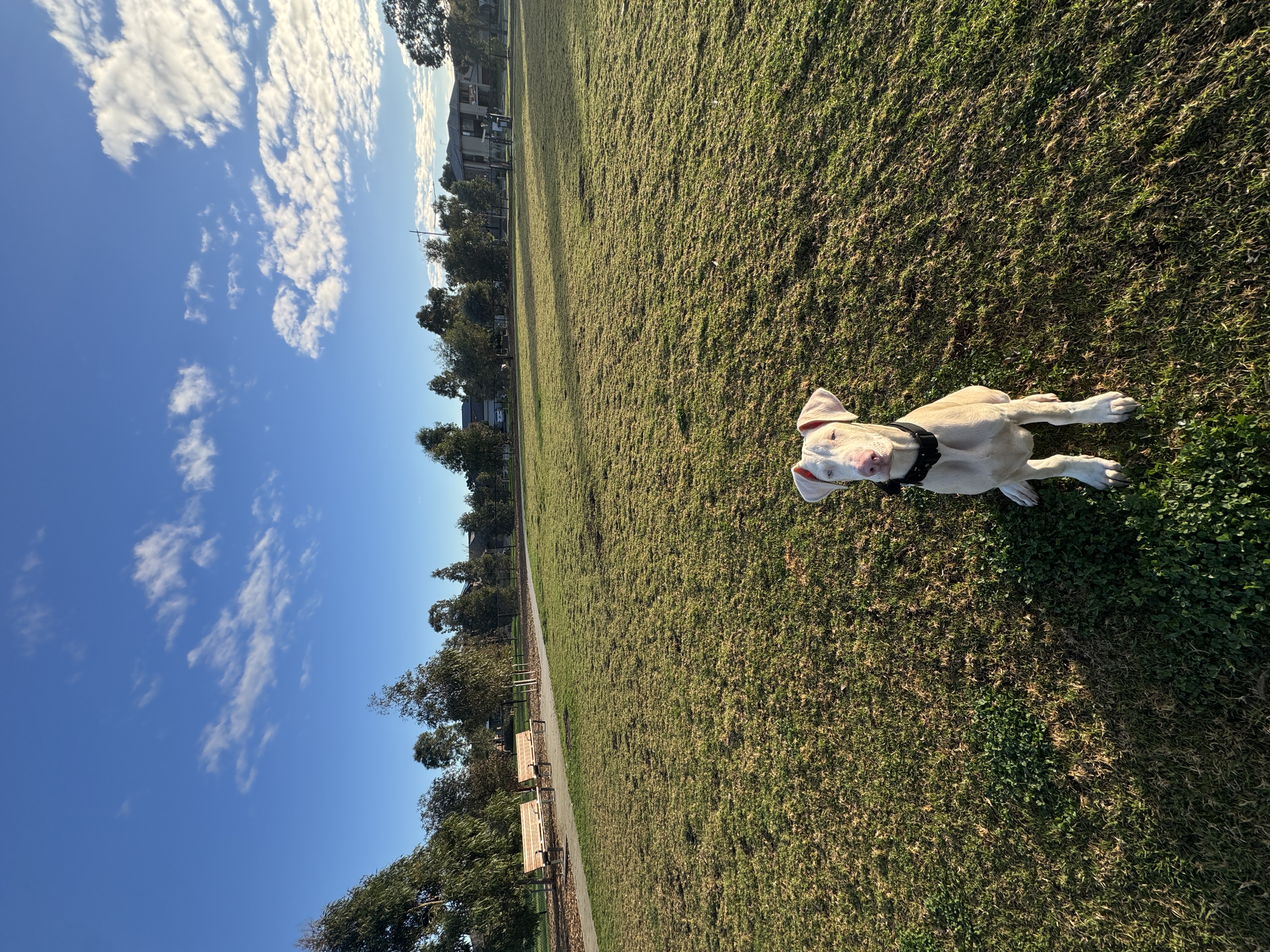 Dobermann – Josh