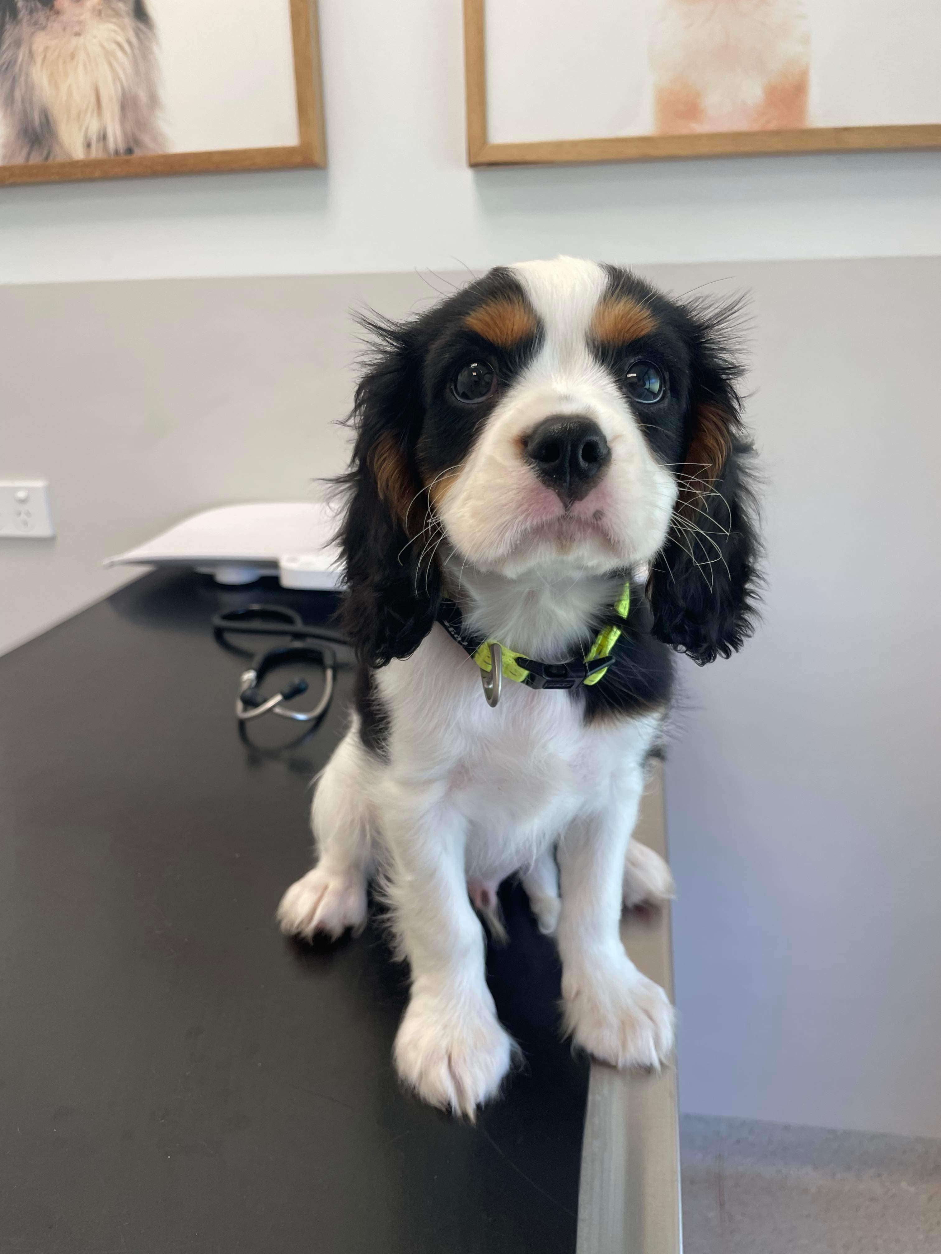 Cavalier King Charles Spaniel - Oxenford