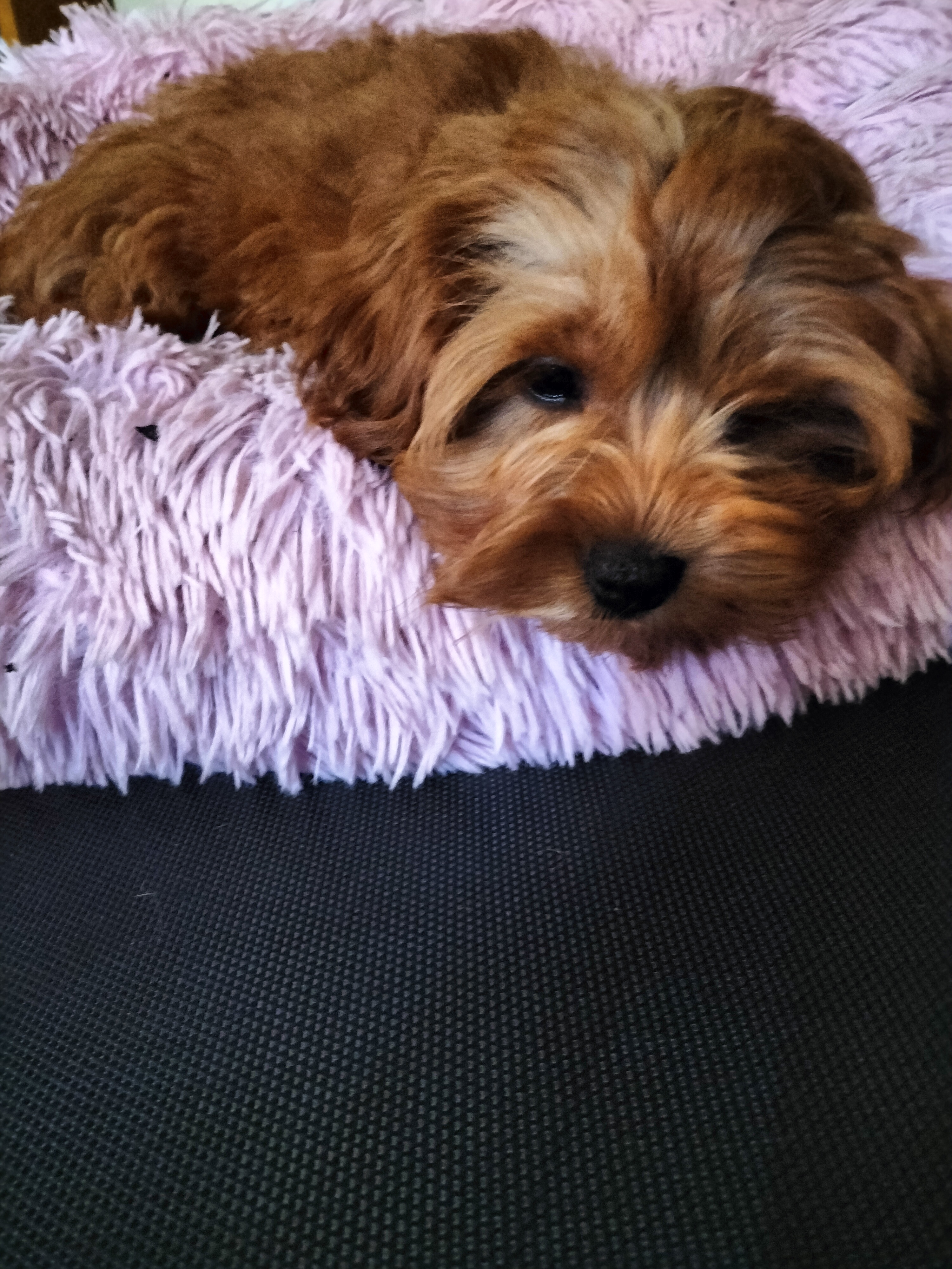 Toy Poodle – Killarney Heights