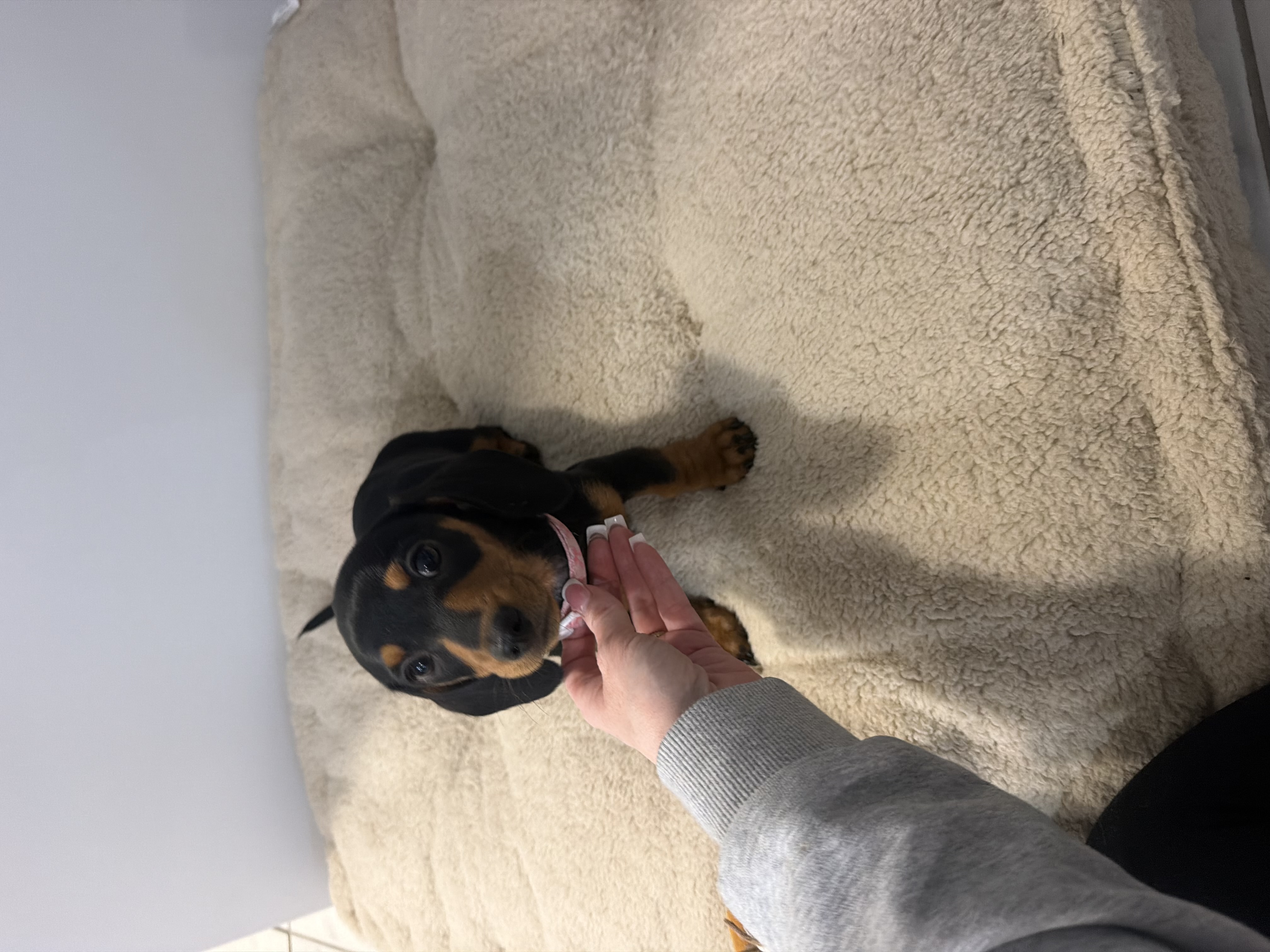 Miniature Dachshund – Victor Harbor