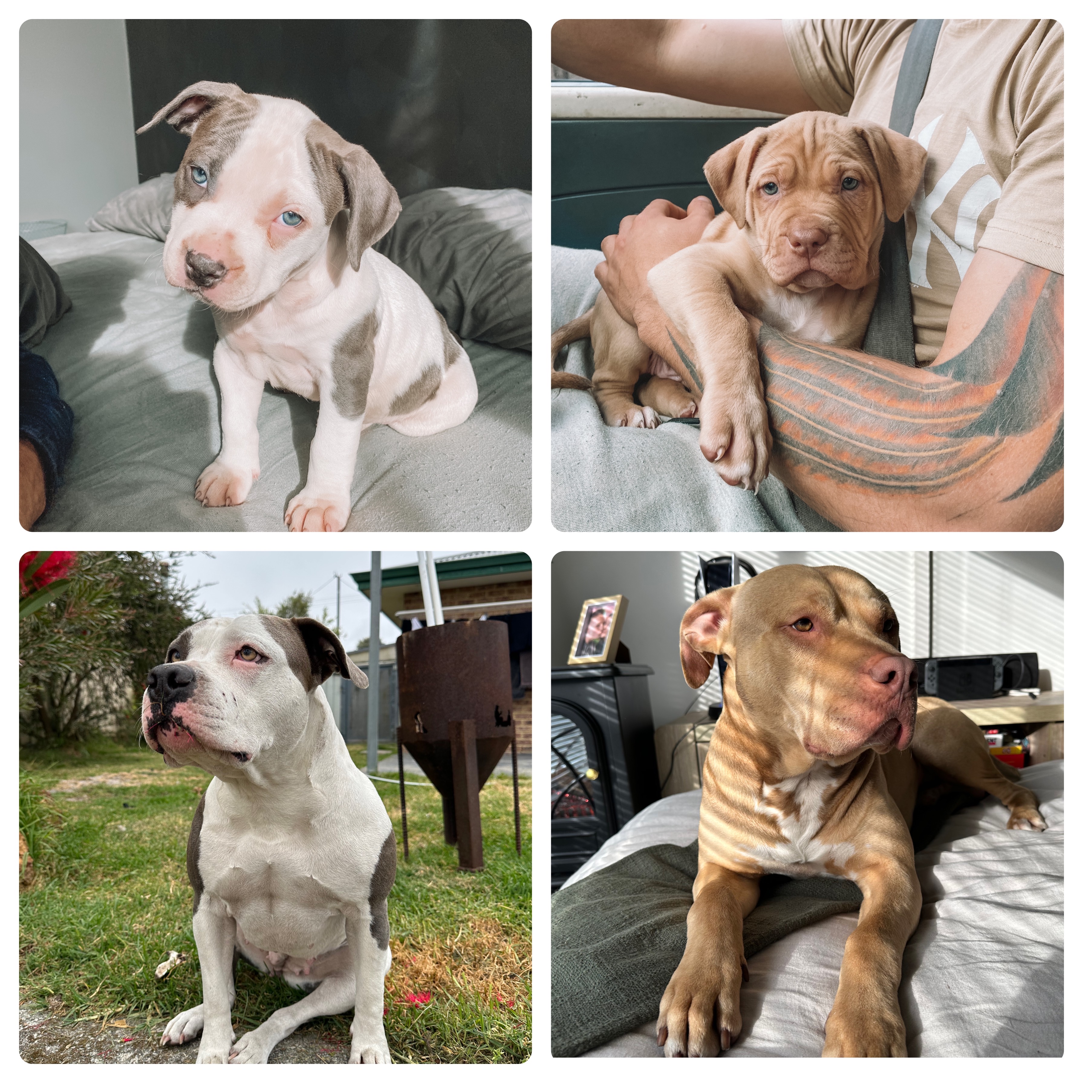 American Staffordshire Bull Terrier