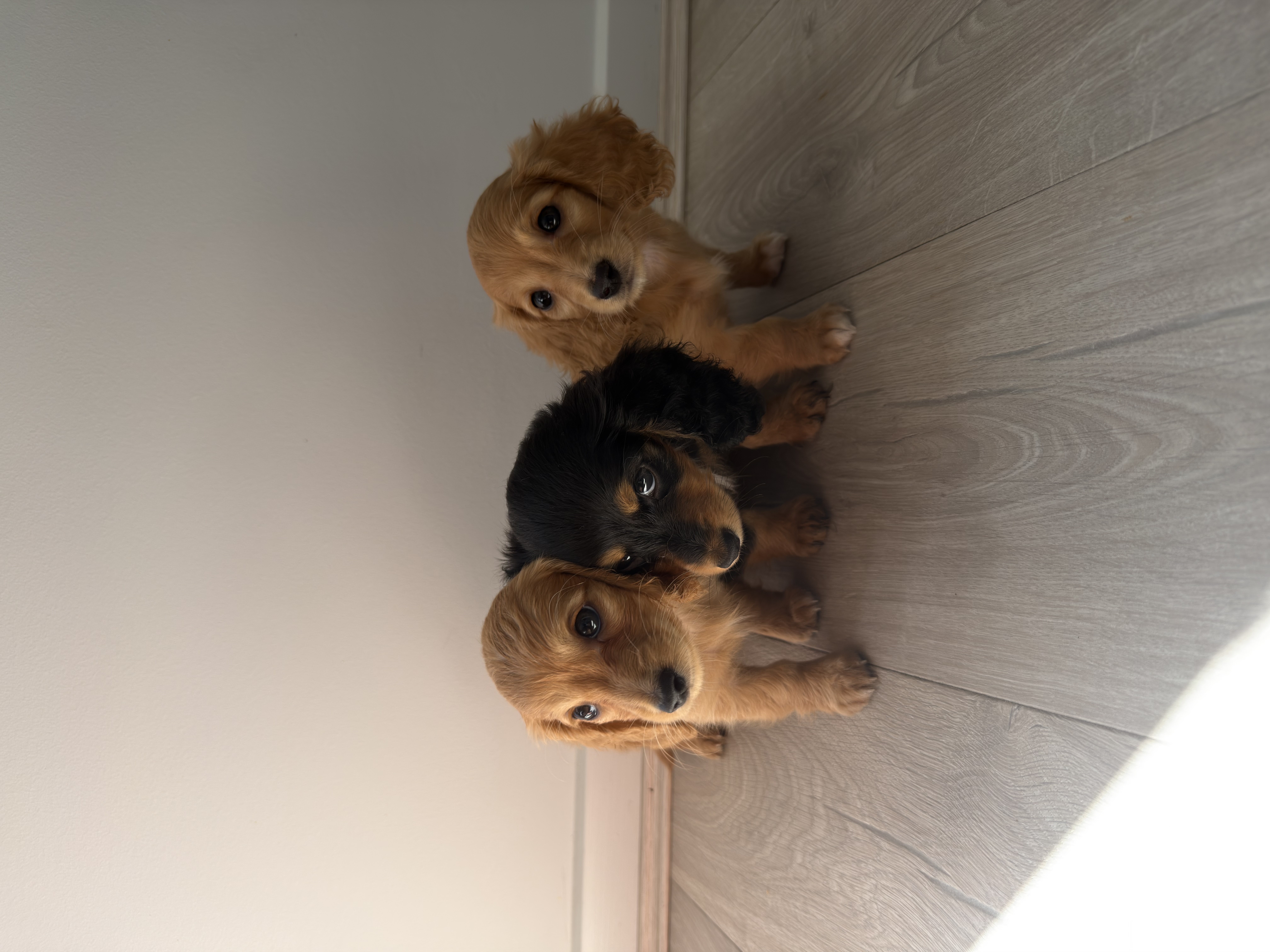 Miniature Dachshund – Hope Island