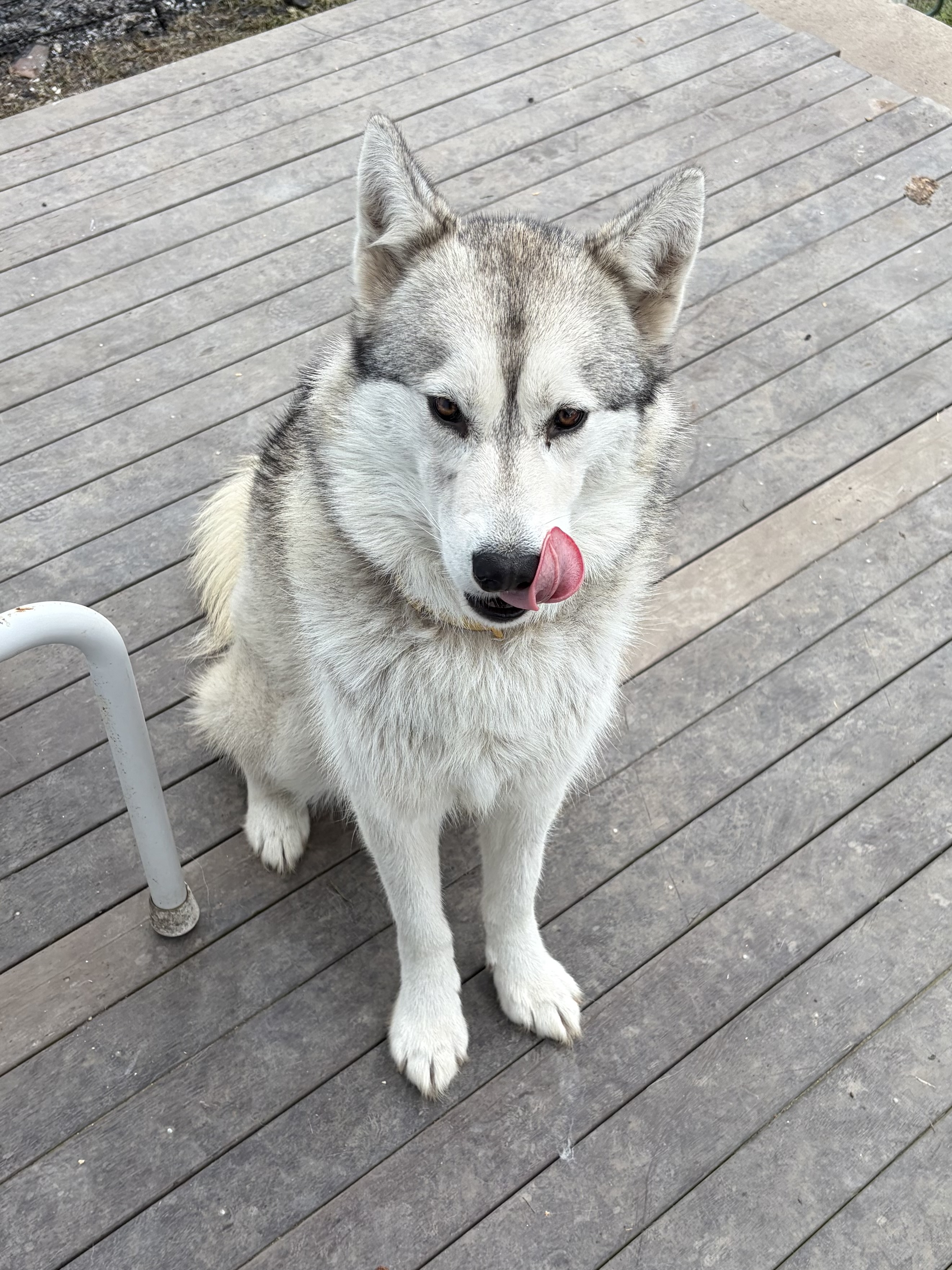 Husky – Bushland Drive