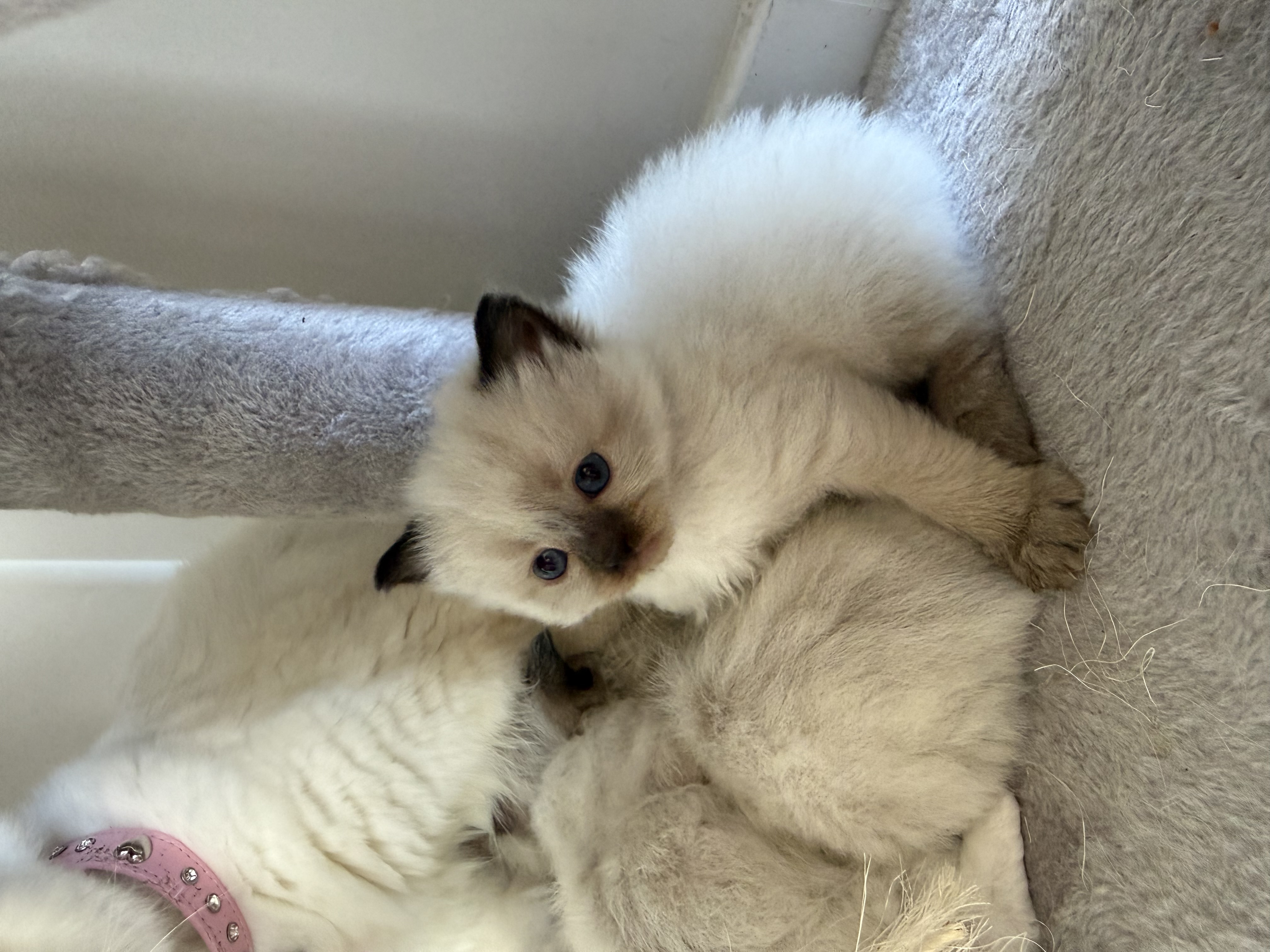 Ragdoll – Southport