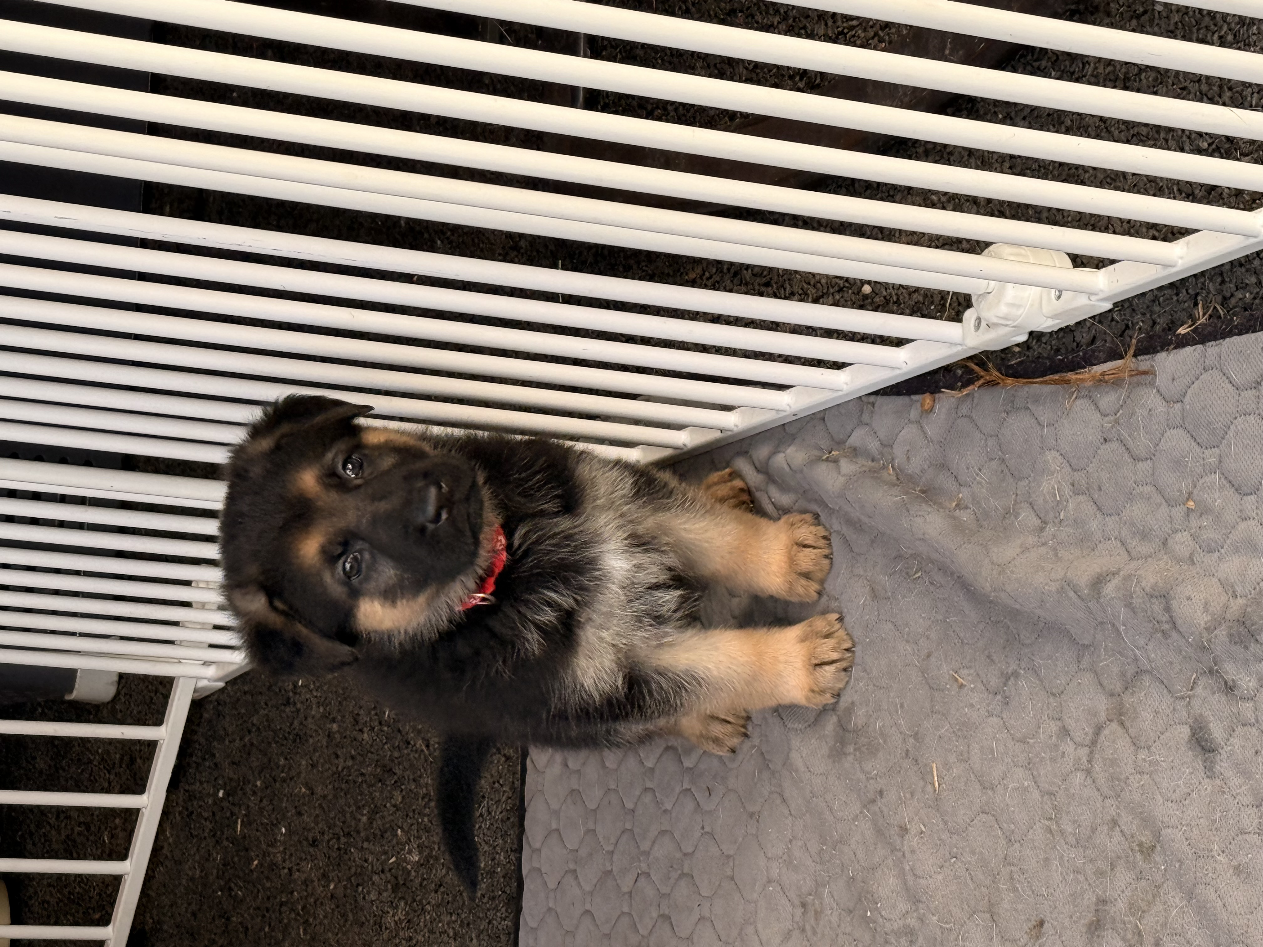 German Shepherd – Hampton