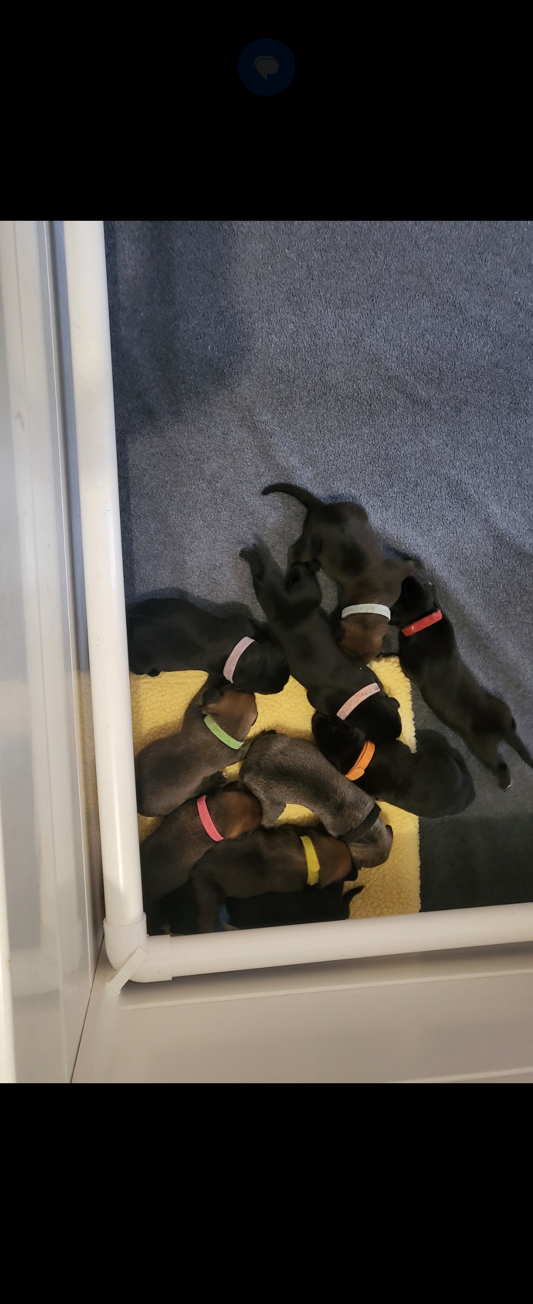 Neapolitan Mastiff – Strathalbyn