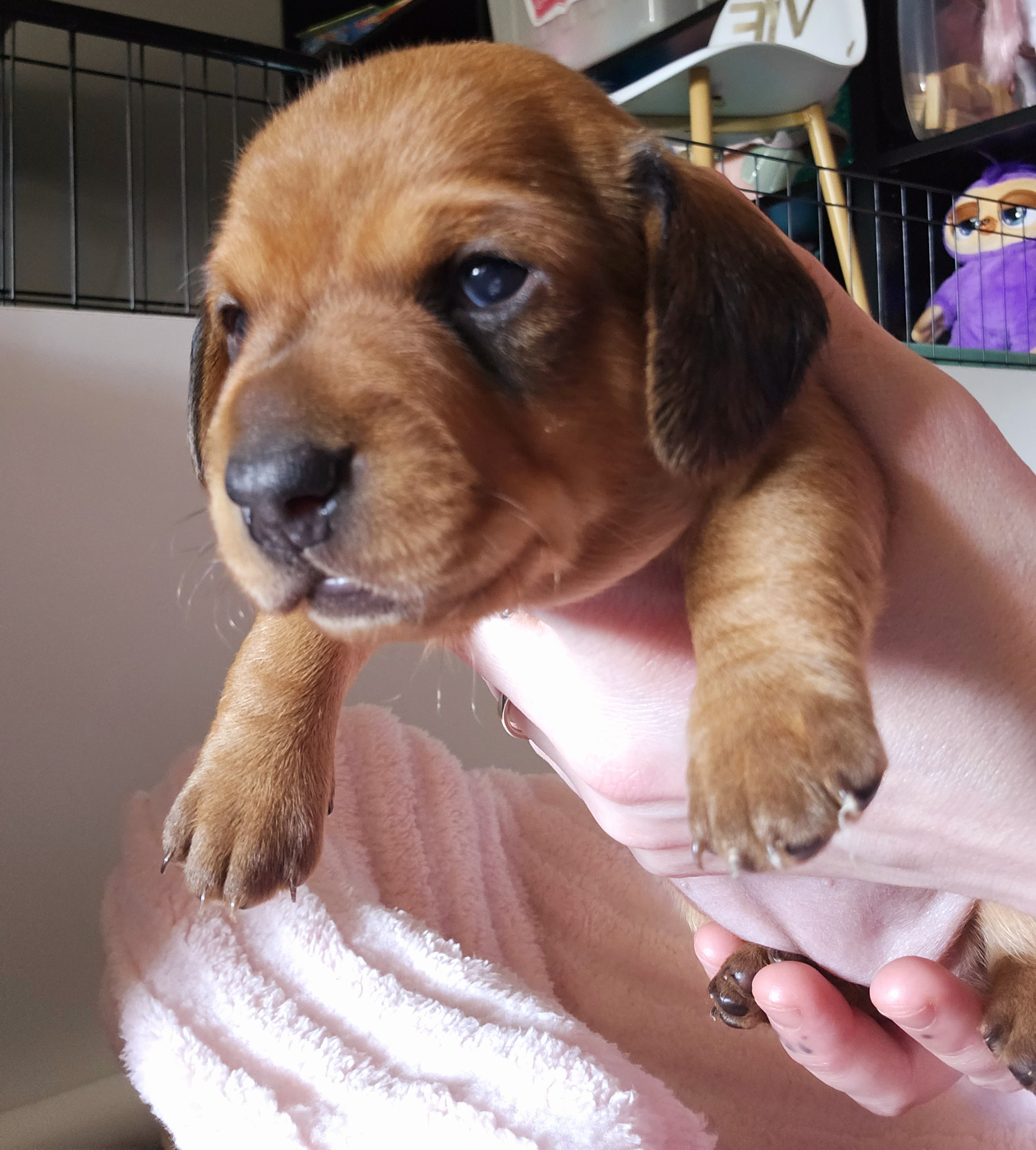 Miniature smooth Daschund puppies- Miss Red AVAILABLE-