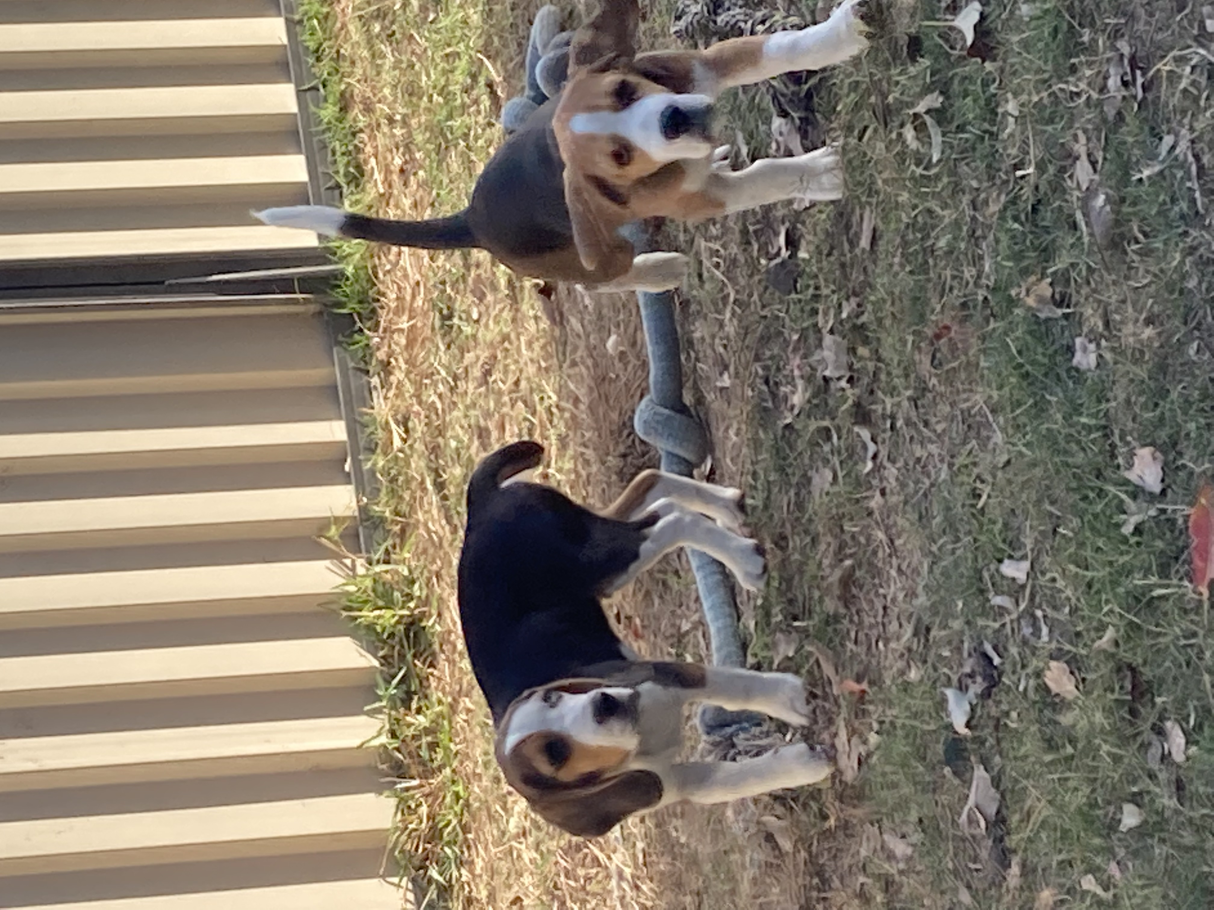 Pure beagle babies ready July 10