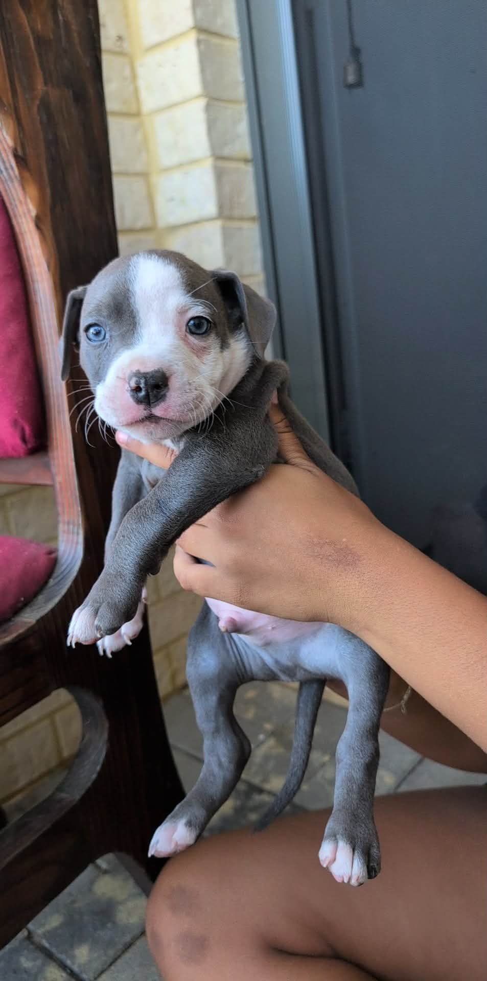 American Bulldog – Ellenbrook