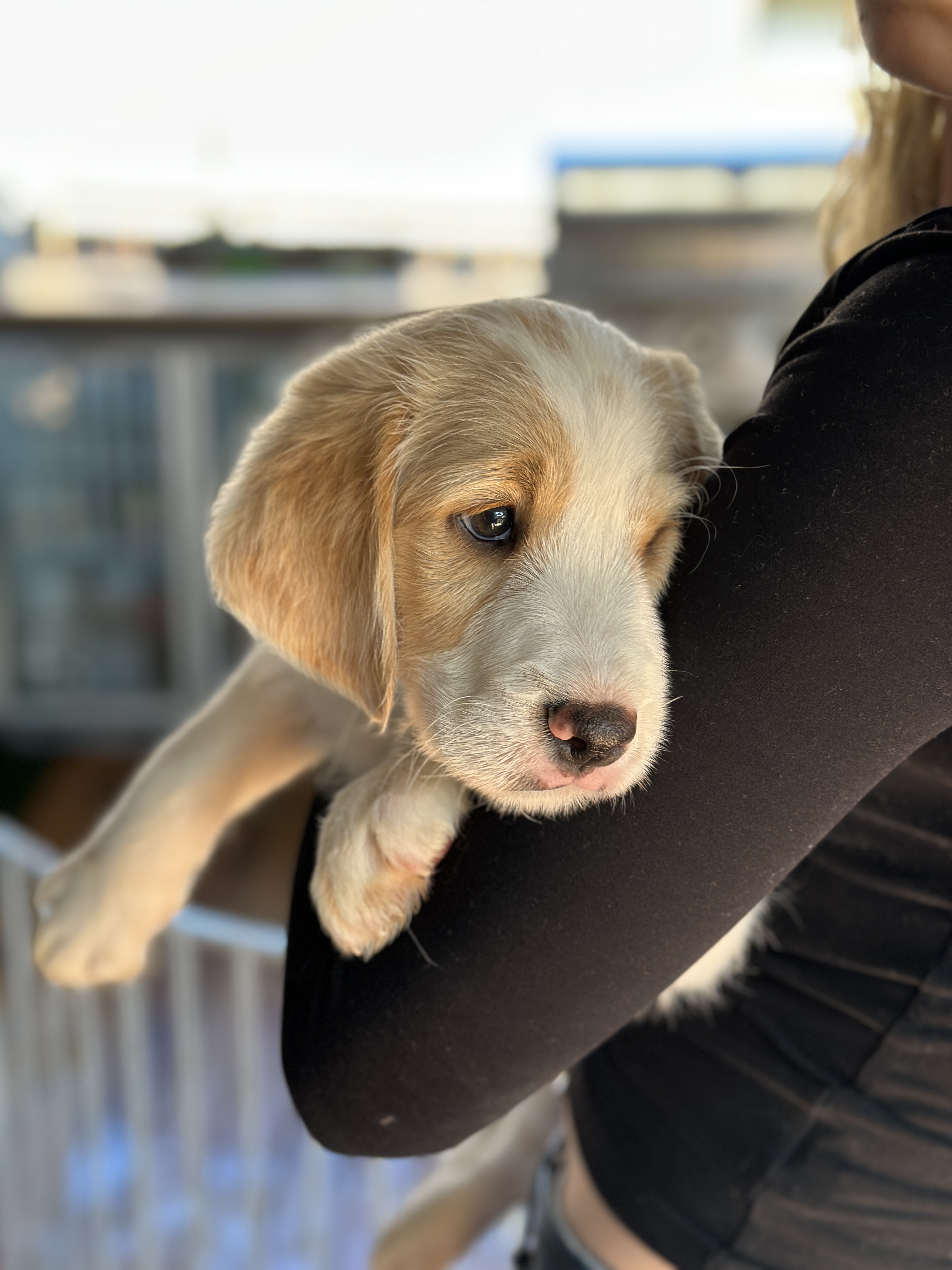 Labradoodle – Ambarvale