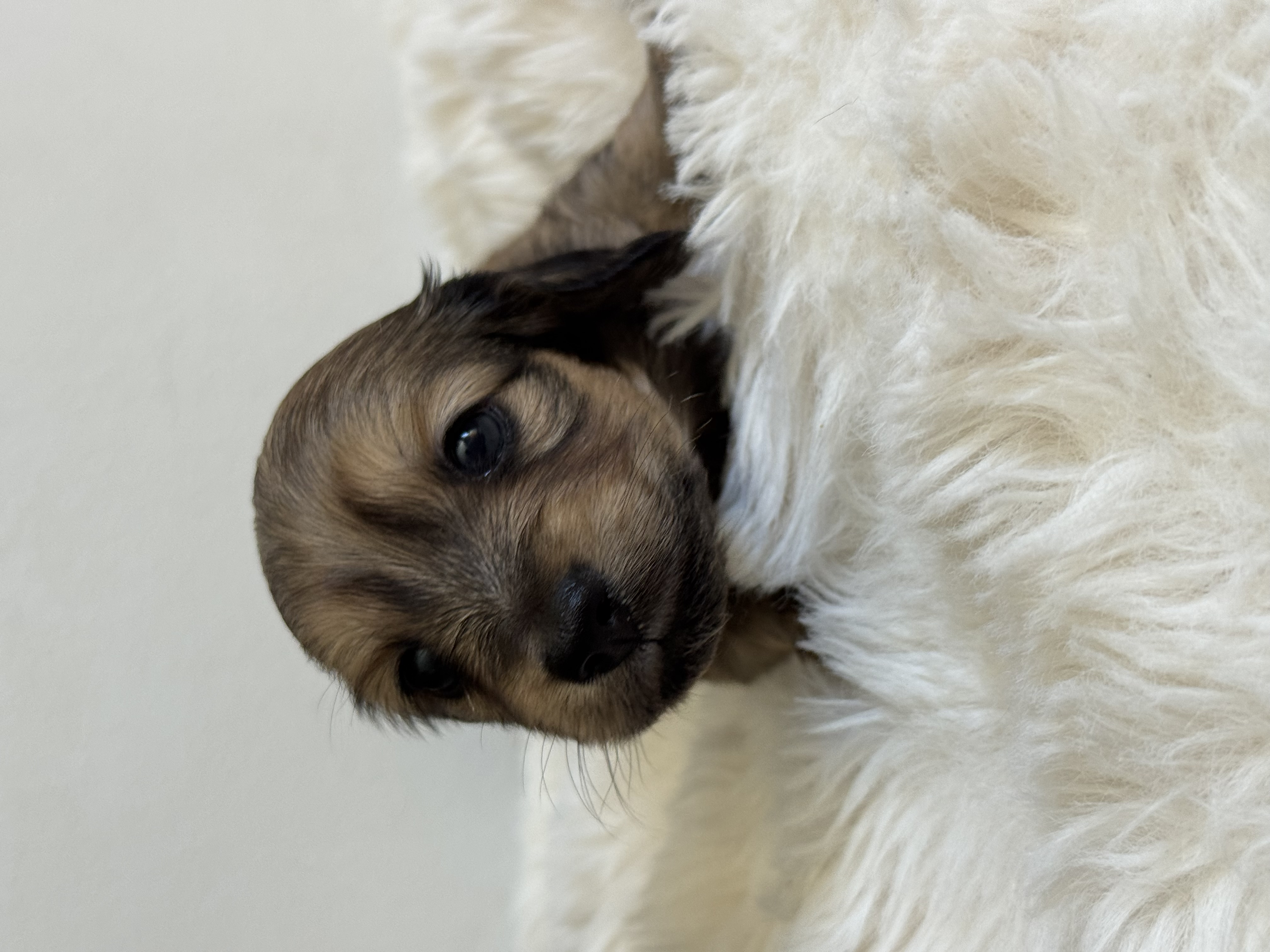 Miniature Dachshund – Heatley