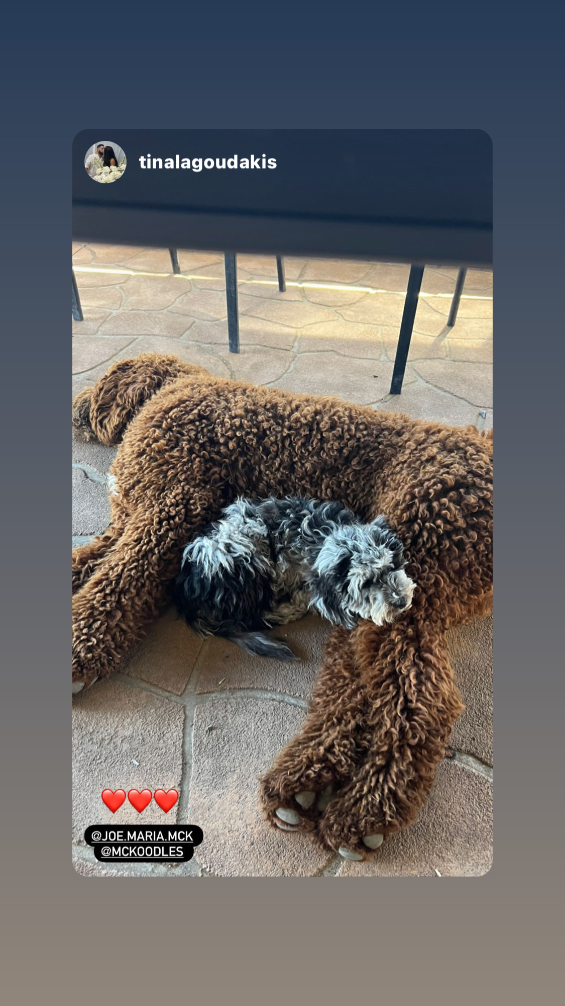 Groodles & Toy Poodles