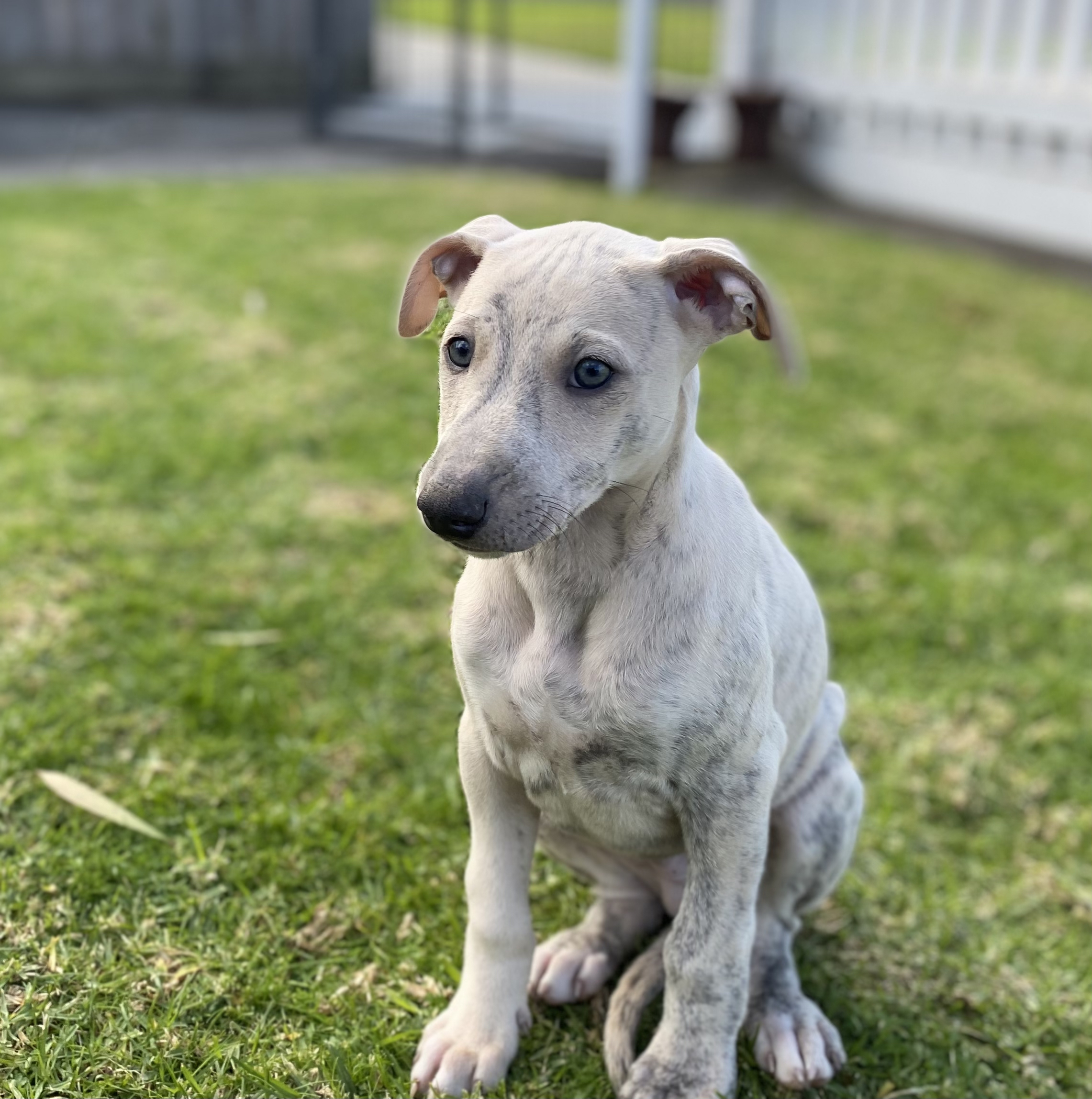 Whippet Purebred Pups