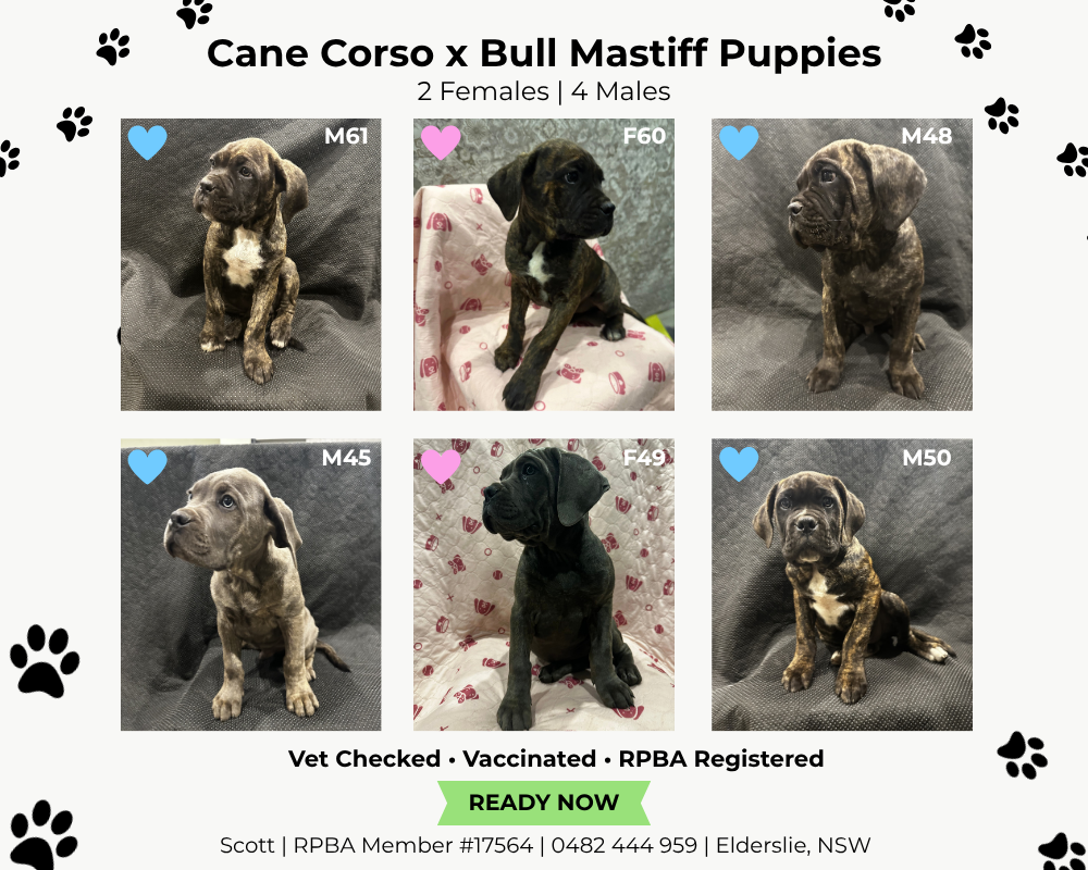 Cane Corso – Elderslie