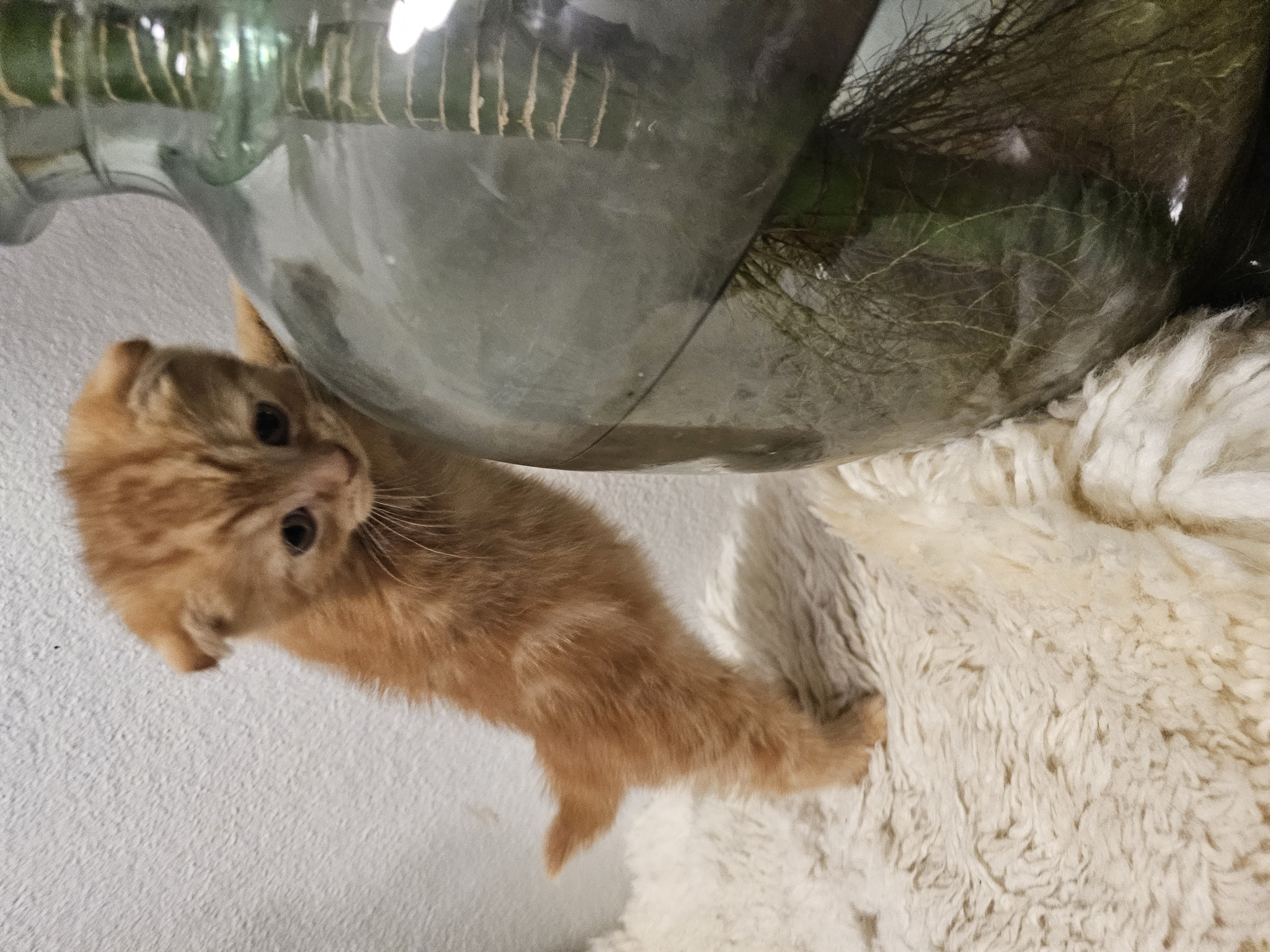 Scottish Fold – Fitzroy