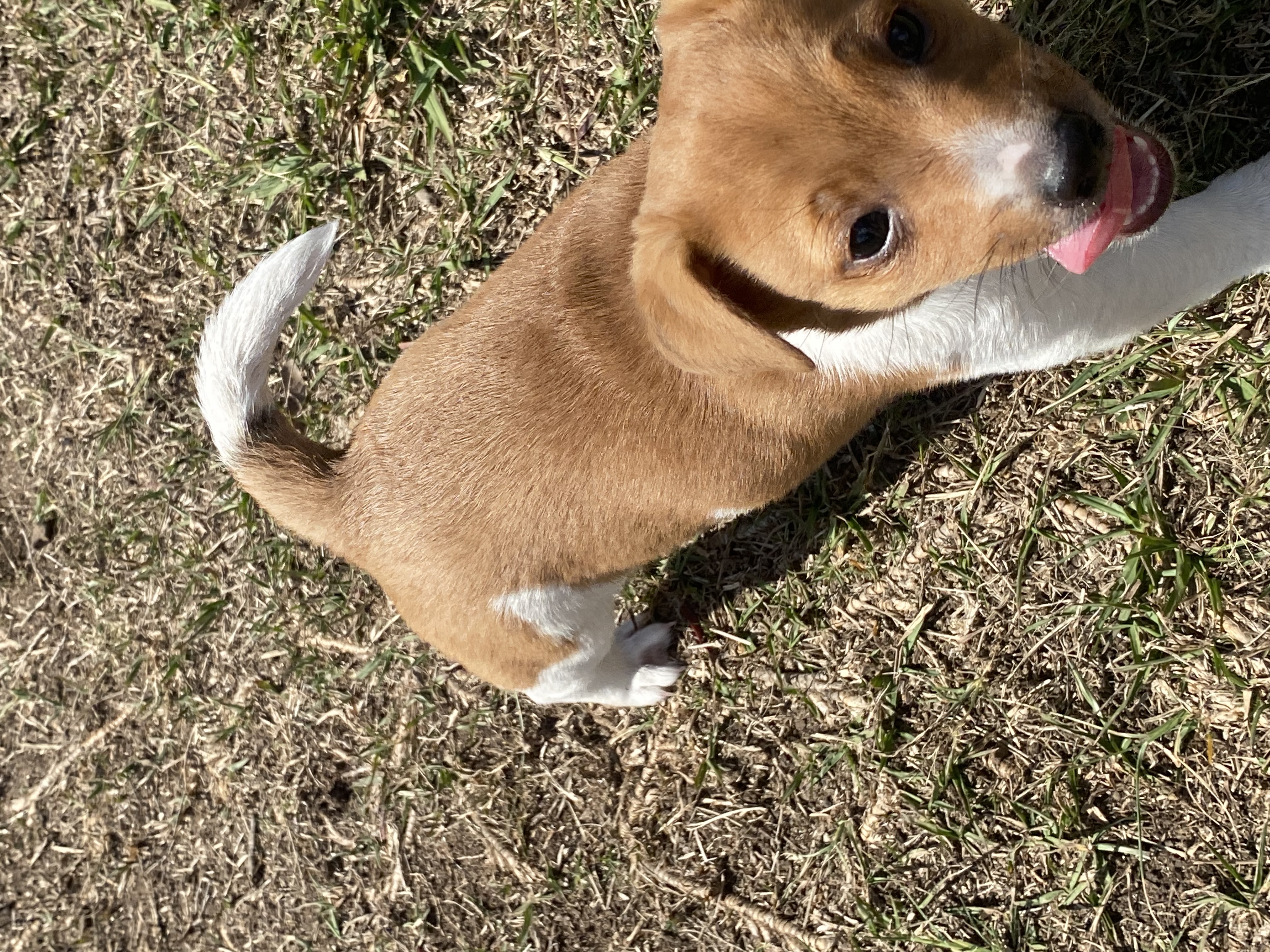 Purebred Jack Russell Puppy - Male. Vaccinated and microchipped
