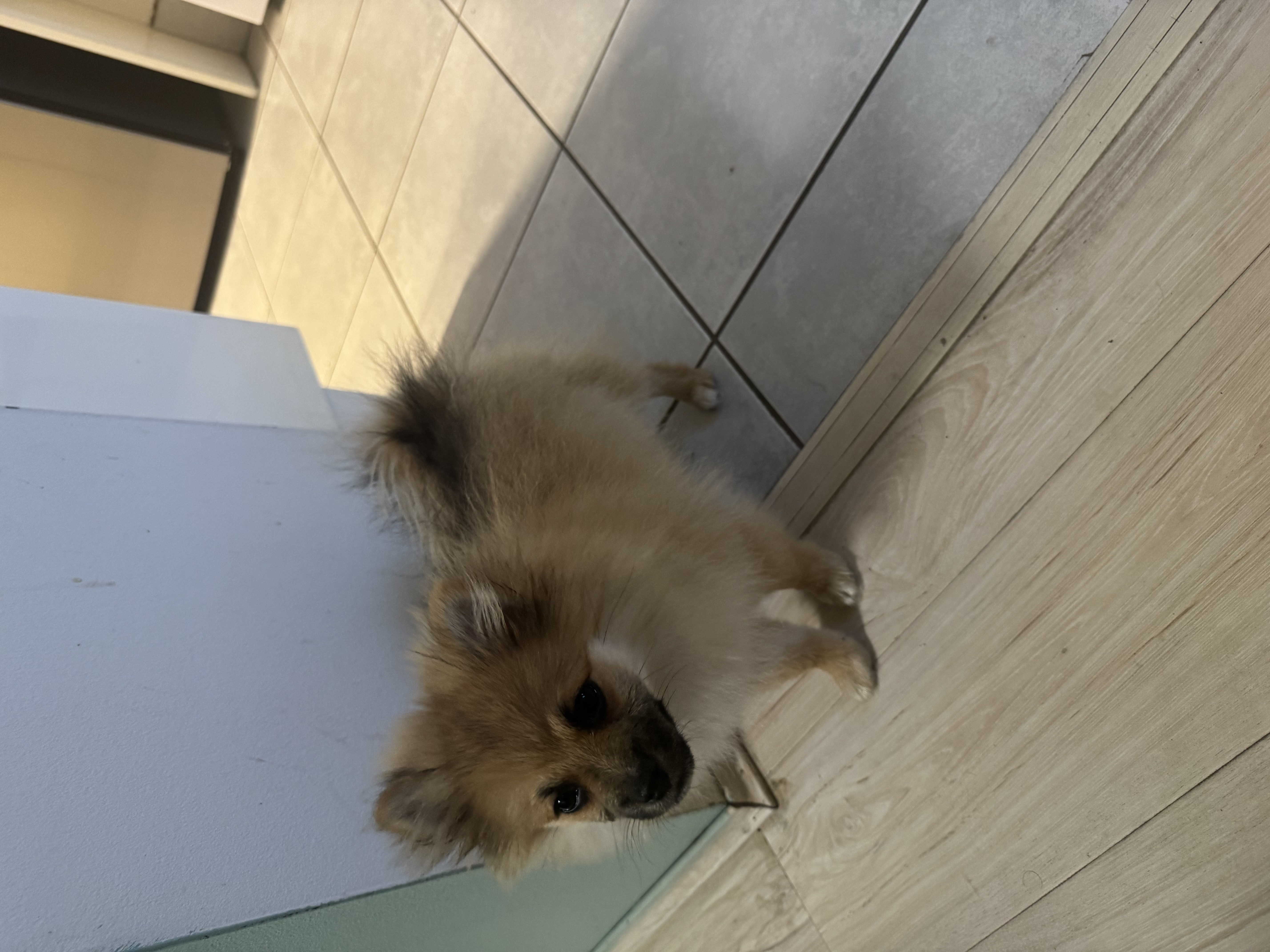 Pomeranian – Hurstville