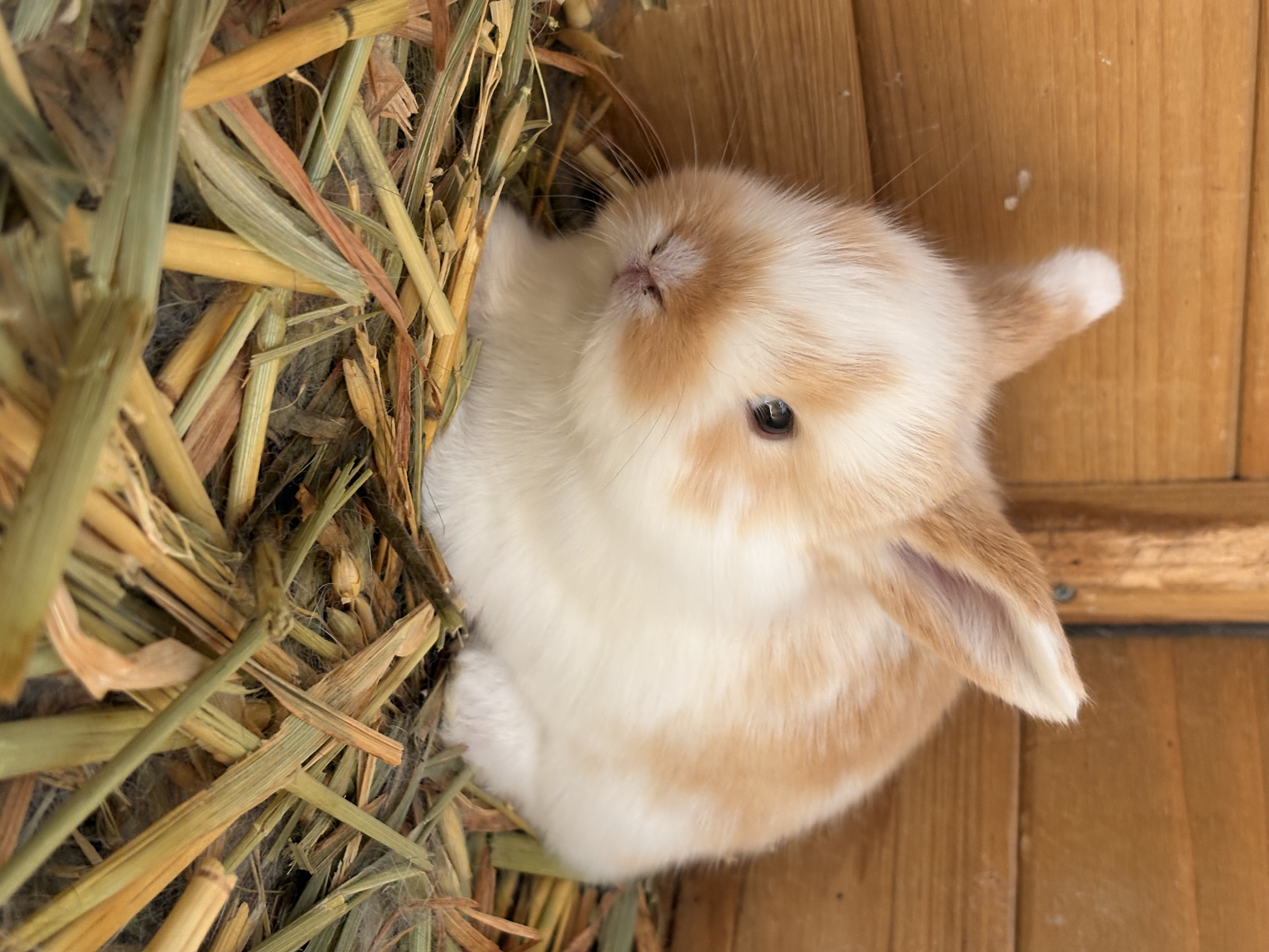 Rabbit – Silverwater
