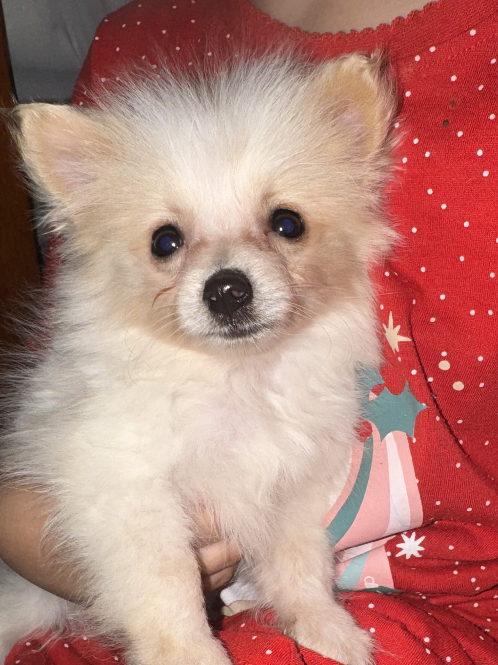 Pomeranian – Blacktown