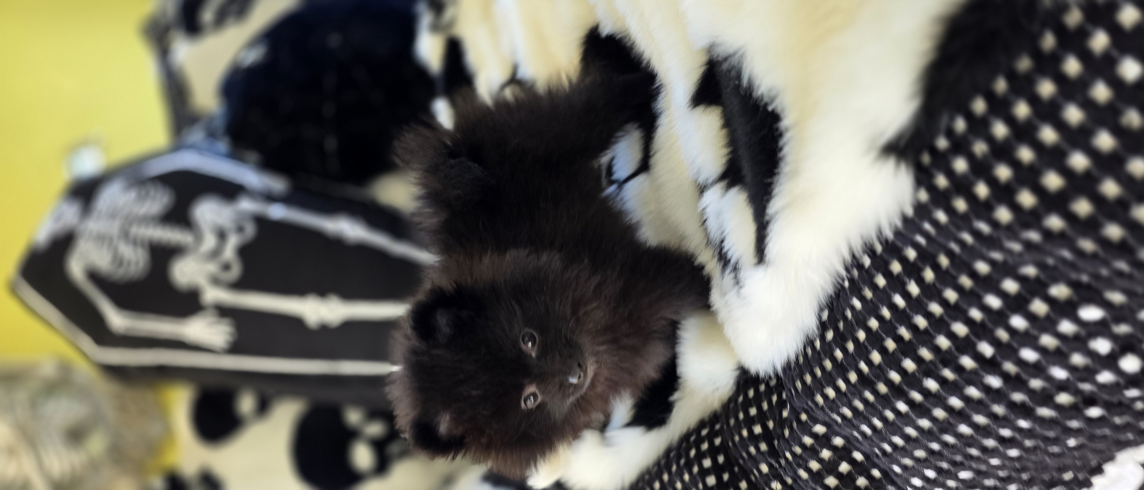 Pomeranian – Adelaide